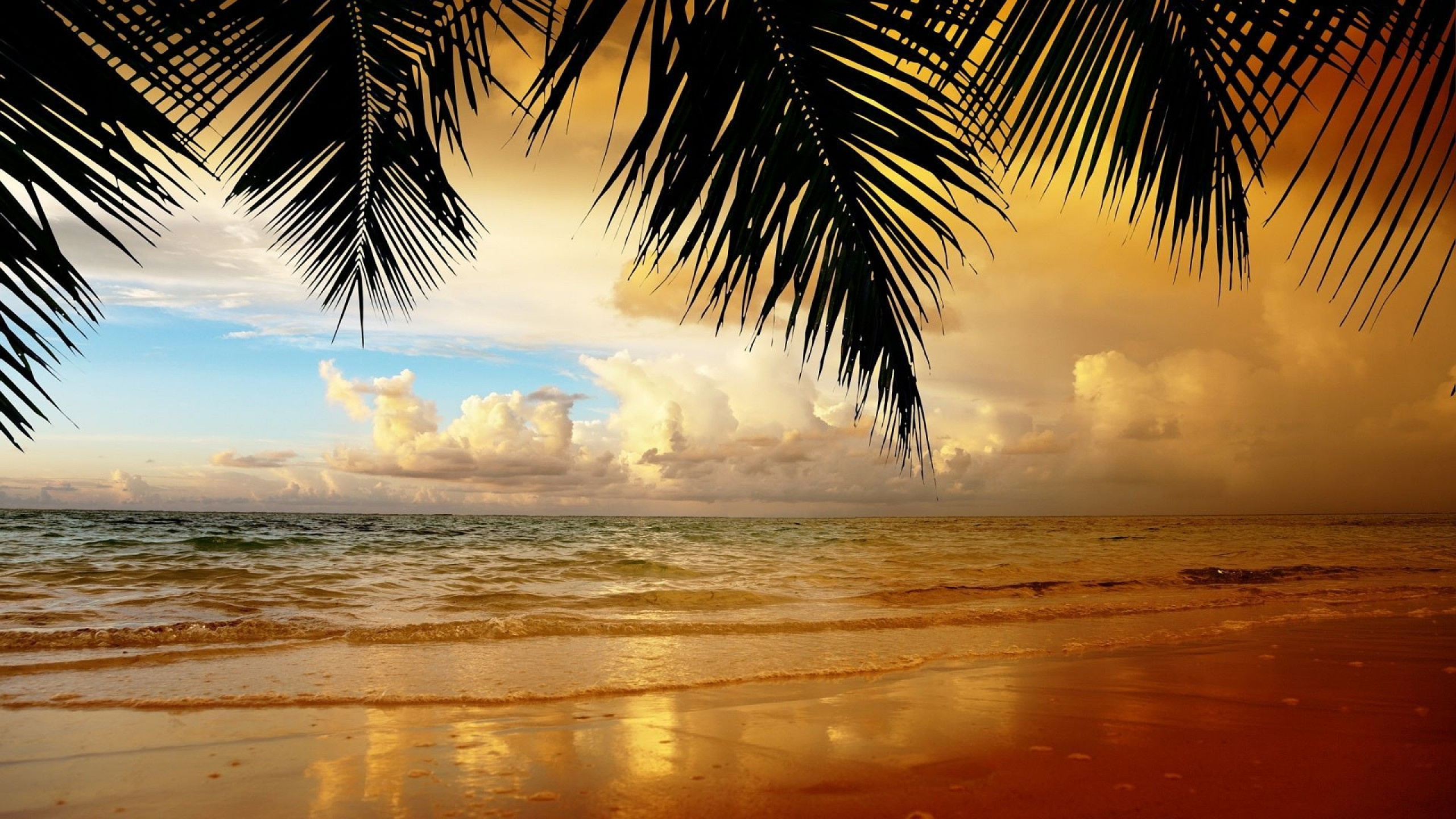 Coconut Tree Near Sea During Sunset. Wallpaper in 2560x1440 Resolution