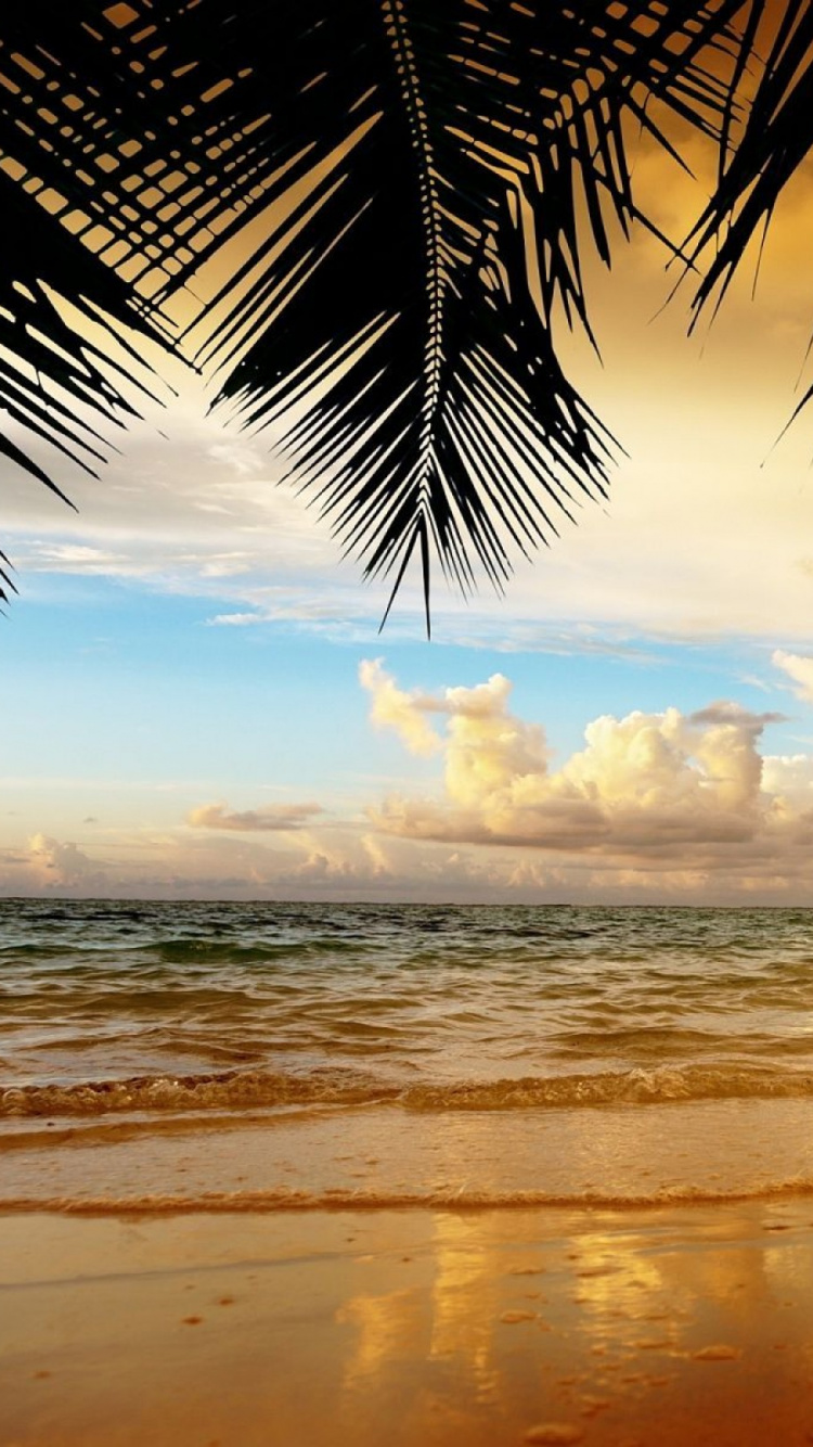 Coconut Tree Near Sea During Sunset. Wallpaper in 750x1334 Resolution