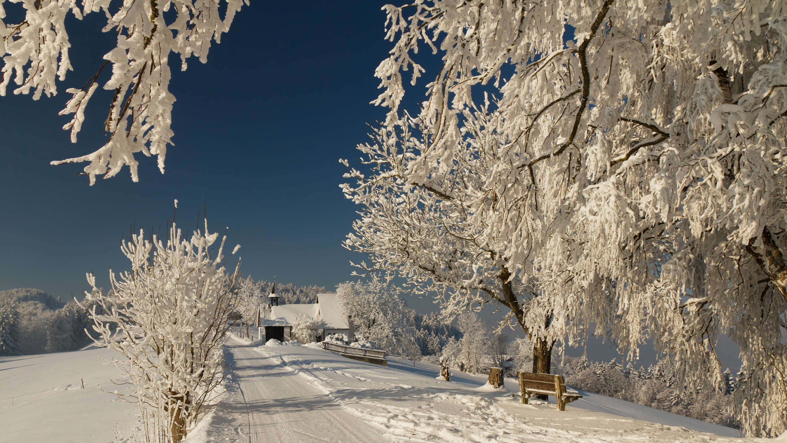 Schneebedeckte Bäume Und Straßen Tagsüber. Wallpaper in 2560x1440 Resolution