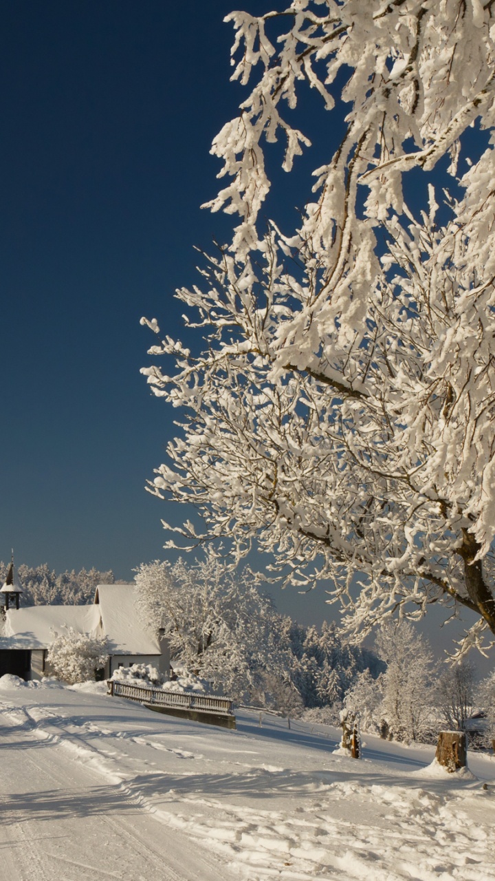Schneebedeckte Bäume Und Straßen Tagsüber. Wallpaper in 720x1280 Resolution