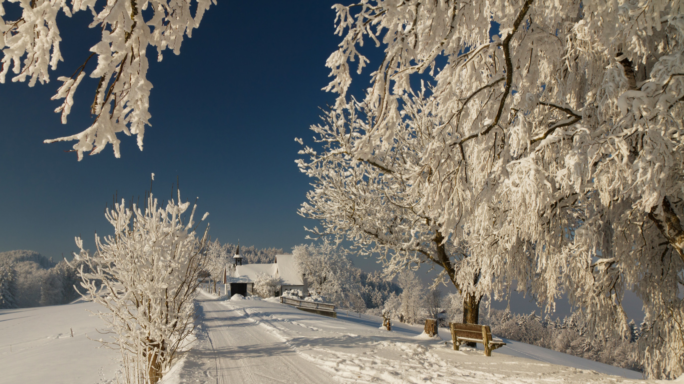 Snow Covered Trees and Road During Daytime. Wallpaper in 1366x768 Resolution