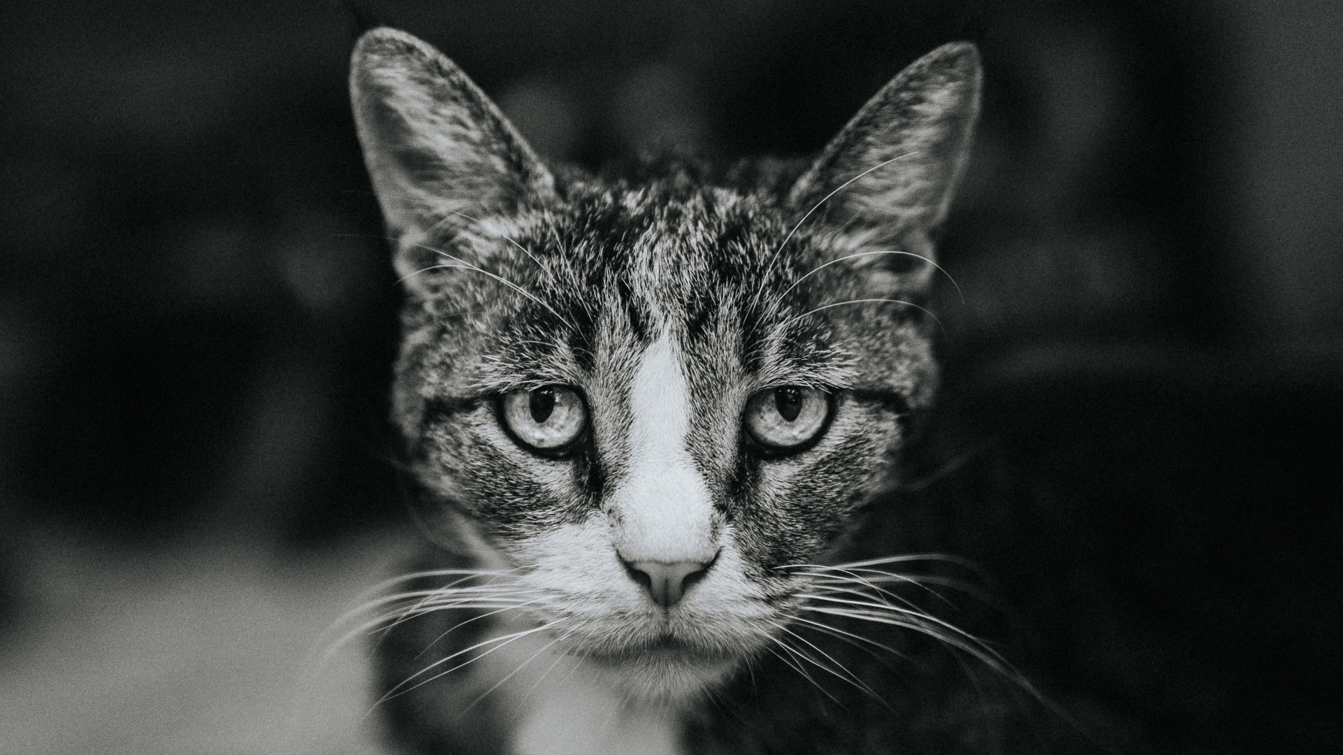 Chat Tigré Noir et Blanc. Wallpaper in 1920x1080 Resolution