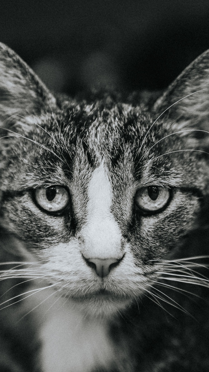 Chat Tigré Noir et Blanc. Wallpaper in 720x1280 Resolution