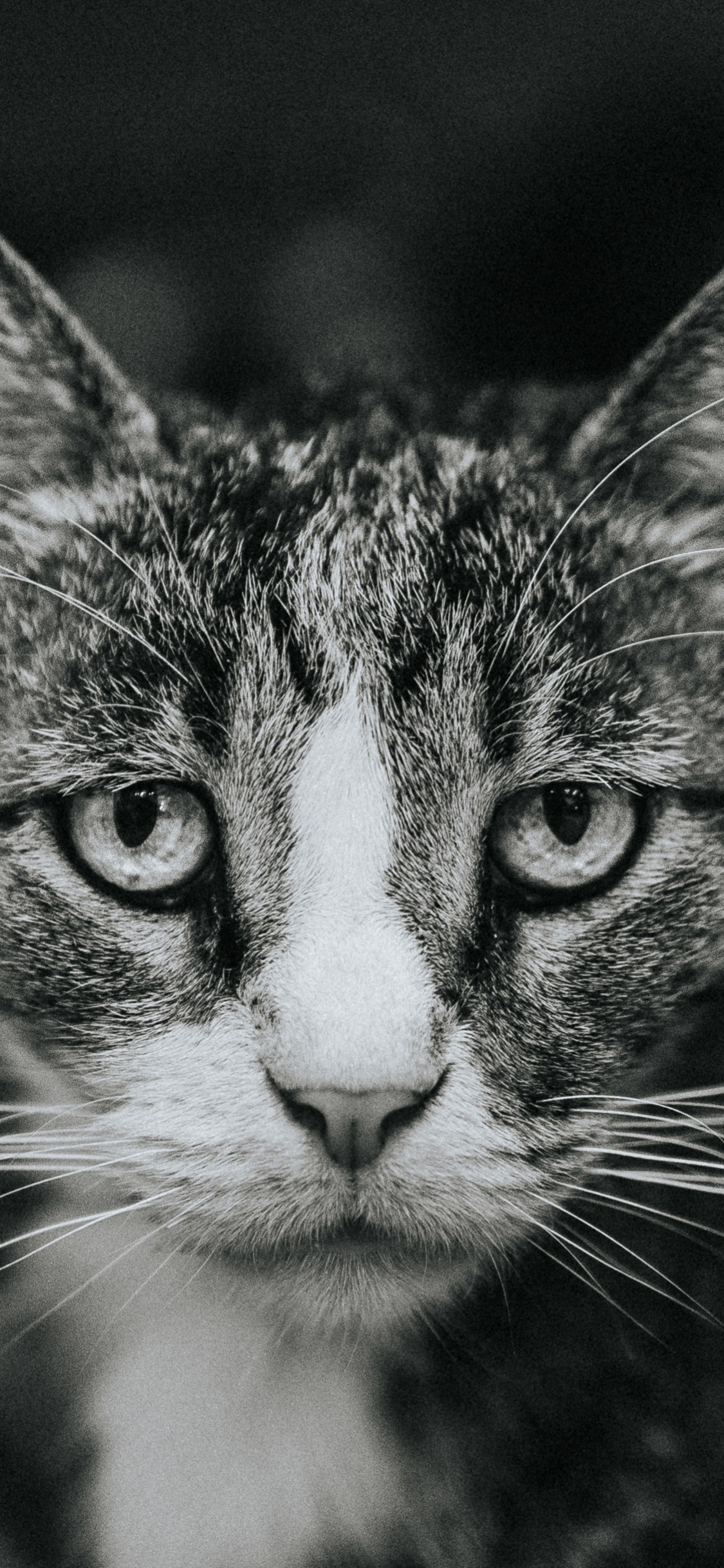 Gato Atigrado Blanco y Negro. Wallpaper in 1125x2436 Resolution