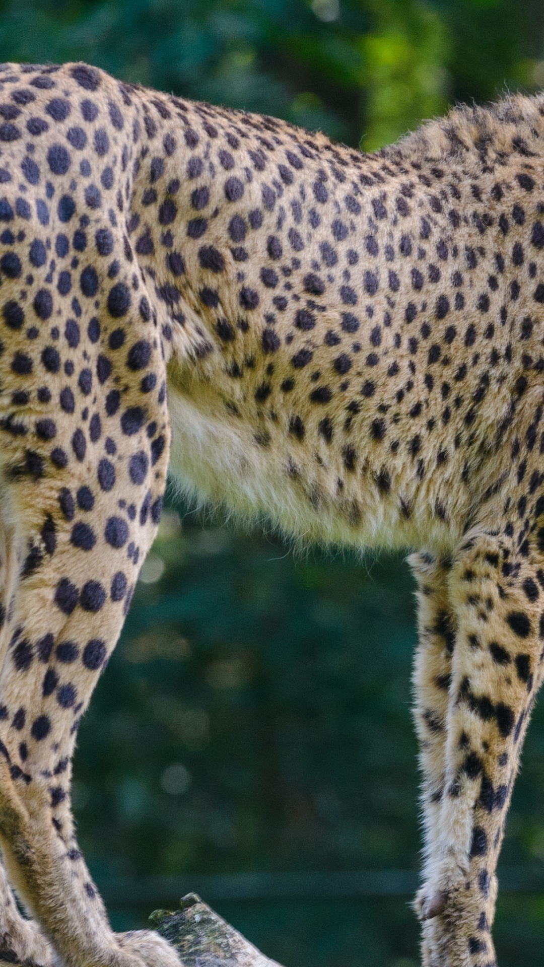 Big Cat, Cheetah, Leopard, Leones, Jaguar. Wallpaper in 1080x1920 Resolution
