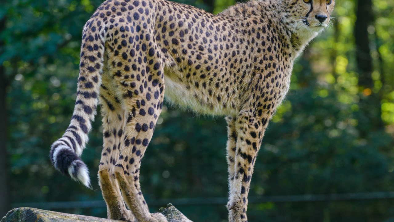 Big Cat, Cheetah, Leopard, Lion, Jaguar. Wallpaper in 1280x720 Resolution