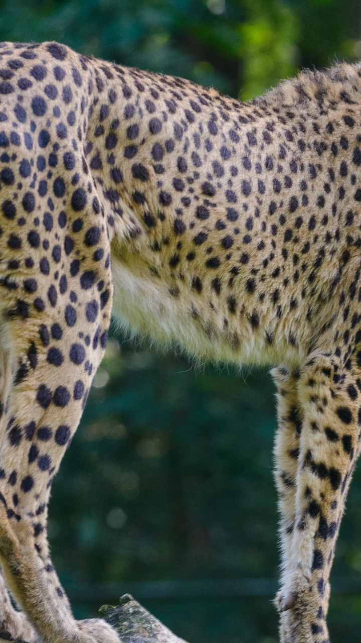 Big Cat, Cheetah, Leopard, Lion, Jaguar. Wallpaper in 720x1280 Resolution