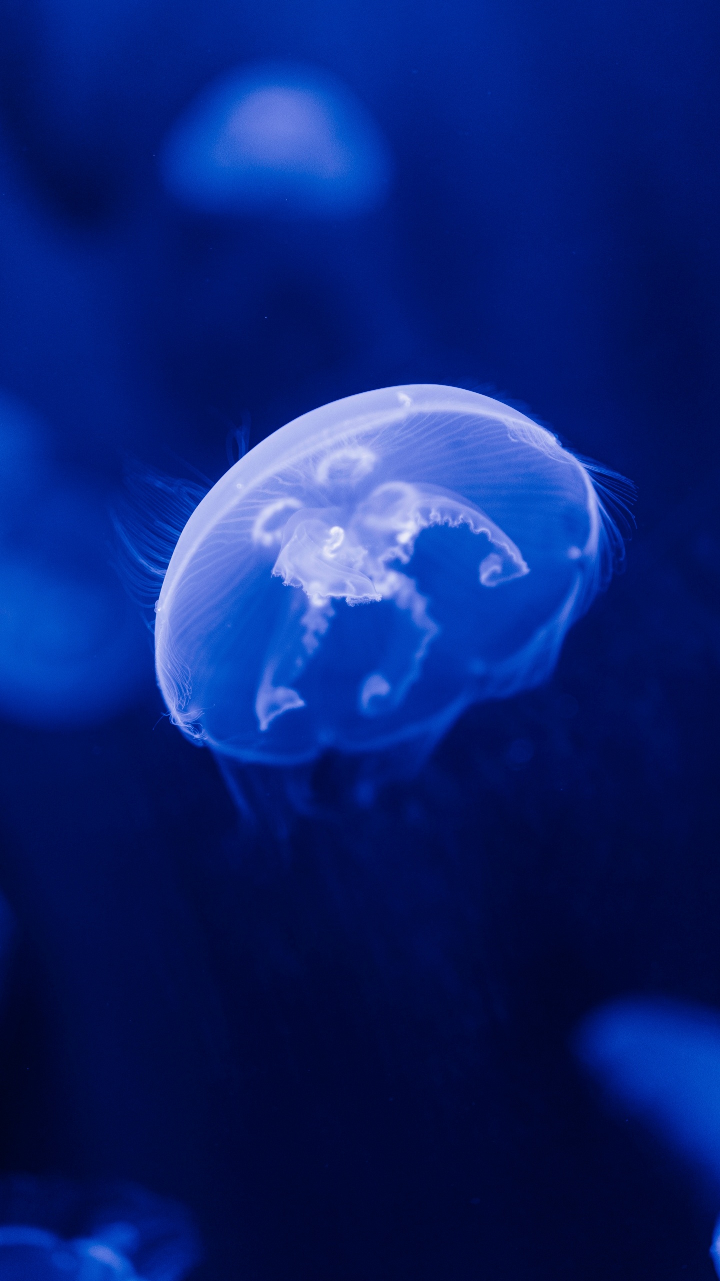 Blue Jellyfish in Blue Water. Wallpaper in 1440x2560 Resolution