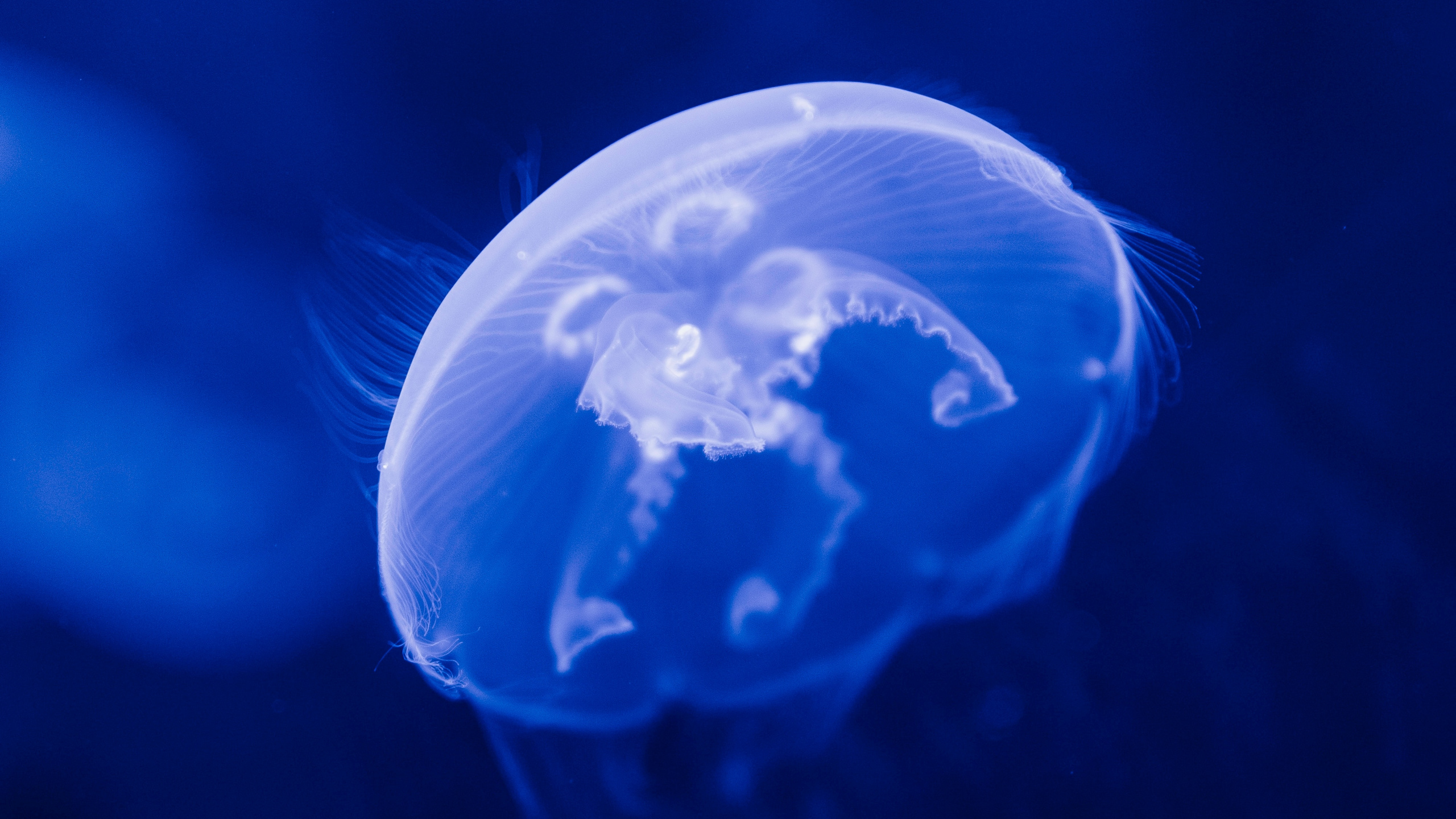 Blue Jellyfish in Blue Water. Wallpaper in 2560x1440 Resolution