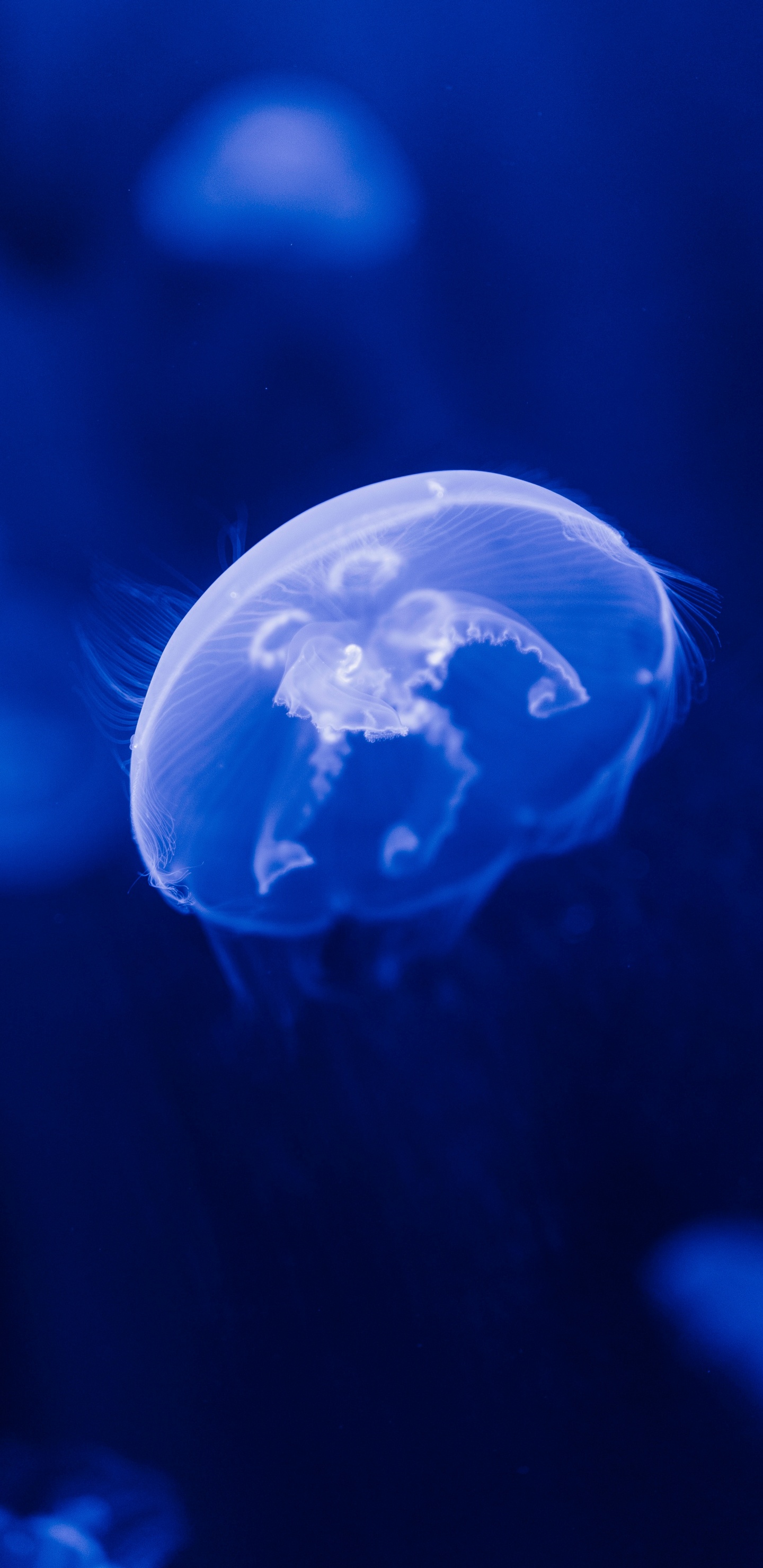 Medusa Azul en Agua Azul. Wallpaper in 1440x2960 Resolution