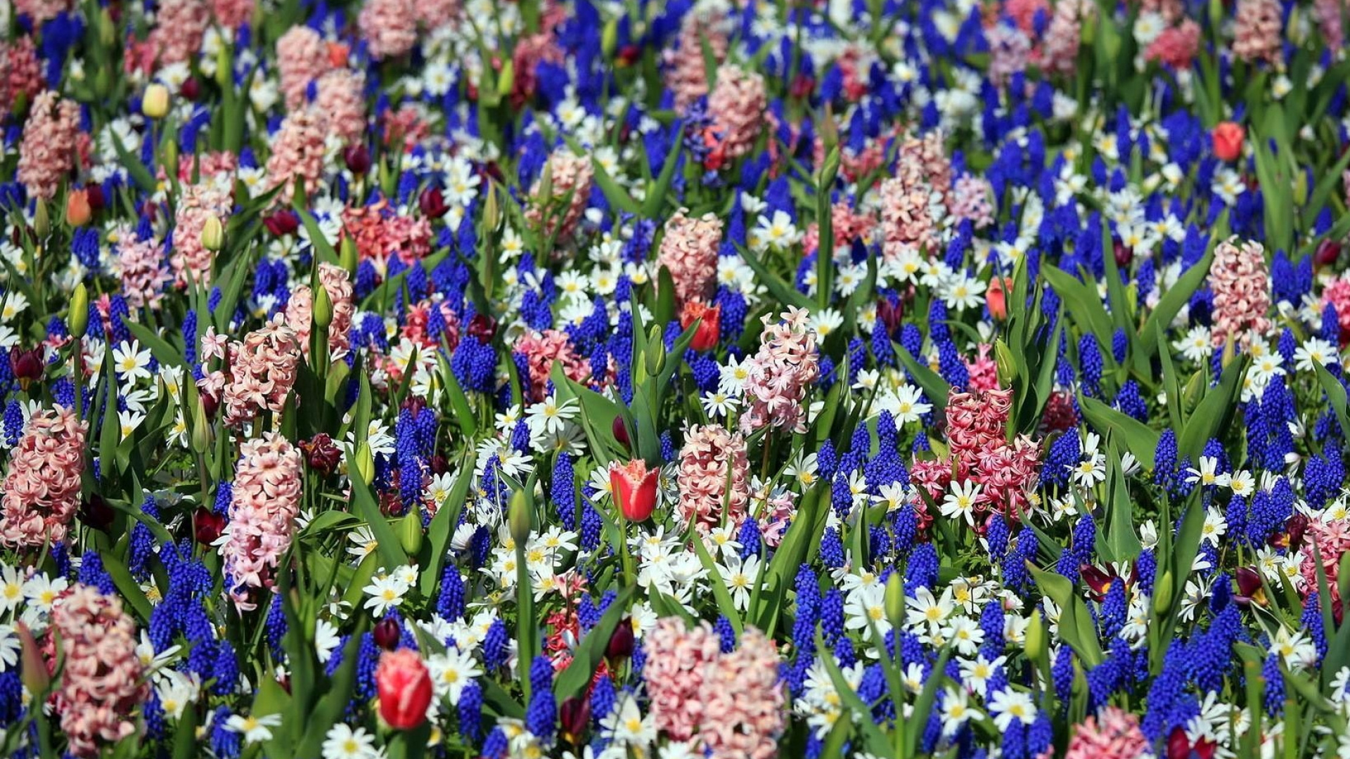 Hyacinth, Traubenhyazinthe, Keukenhof, Blumengarten, Blühende Pflanze. Wallpaper in 1920x1080 Resolution