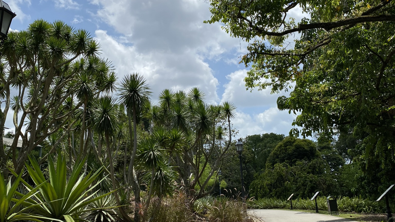 Vegetation, Palm Trees, Leaf, Plant Community, Tree. Wallpaper in 1366x768 Resolution