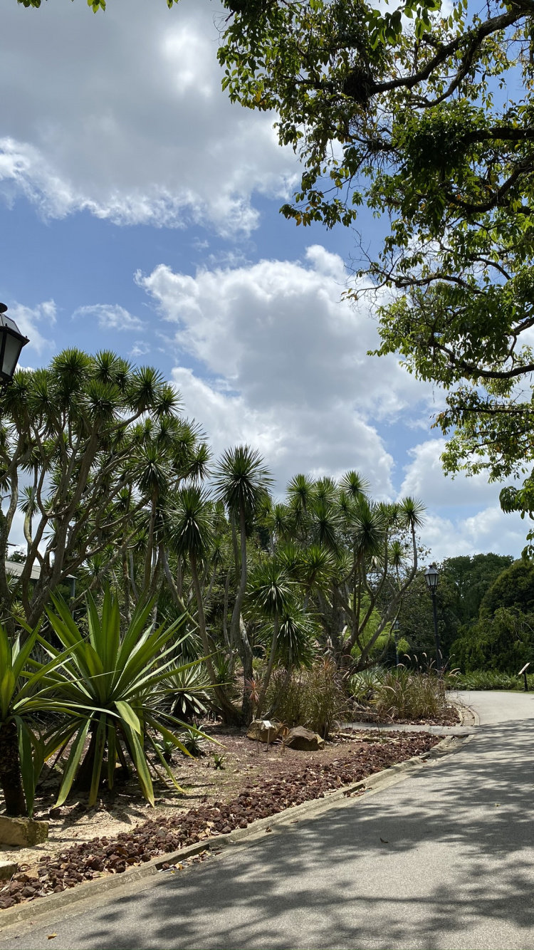 Végétation, Palmier, Feuille, Plante de la Communauté, Plantes Ligneuses. Wallpaper in 750x1334 Resolution