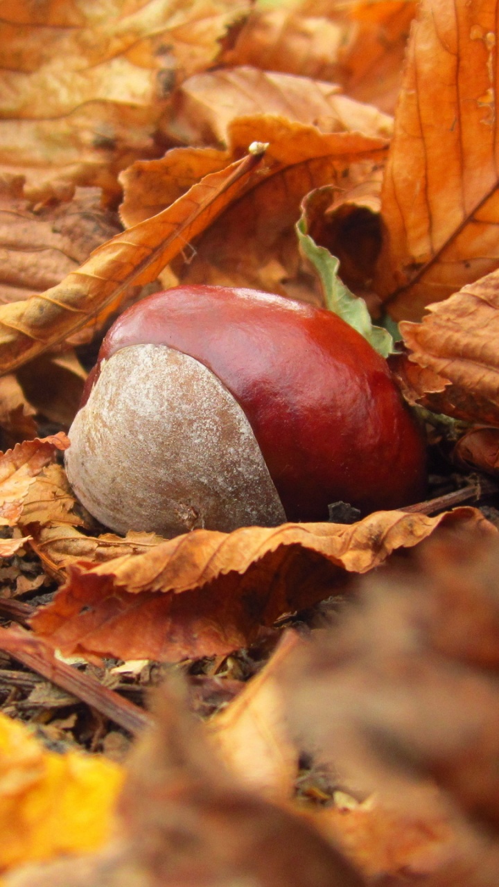 Hojas Secas Marrones en el Suelo. Wallpaper in 720x1280 Resolution