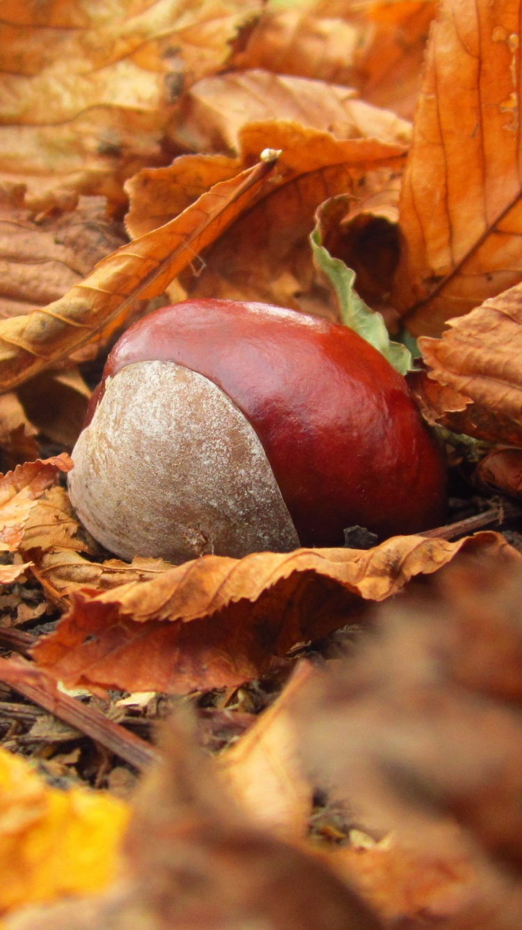 Hojas Secas Marrones en el Suelo. Wallpaper in 750x1334 Resolution