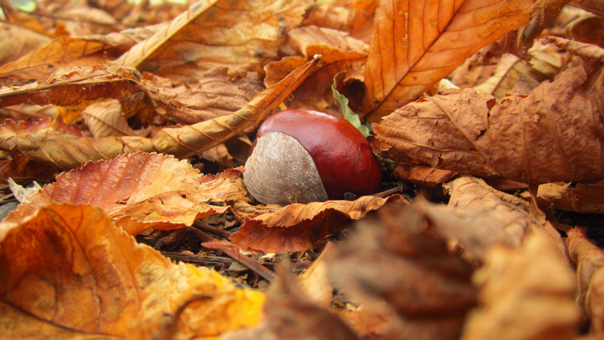 Brown Dried Leaves on Ground. Wallpaper in 1920x1080 Resolution