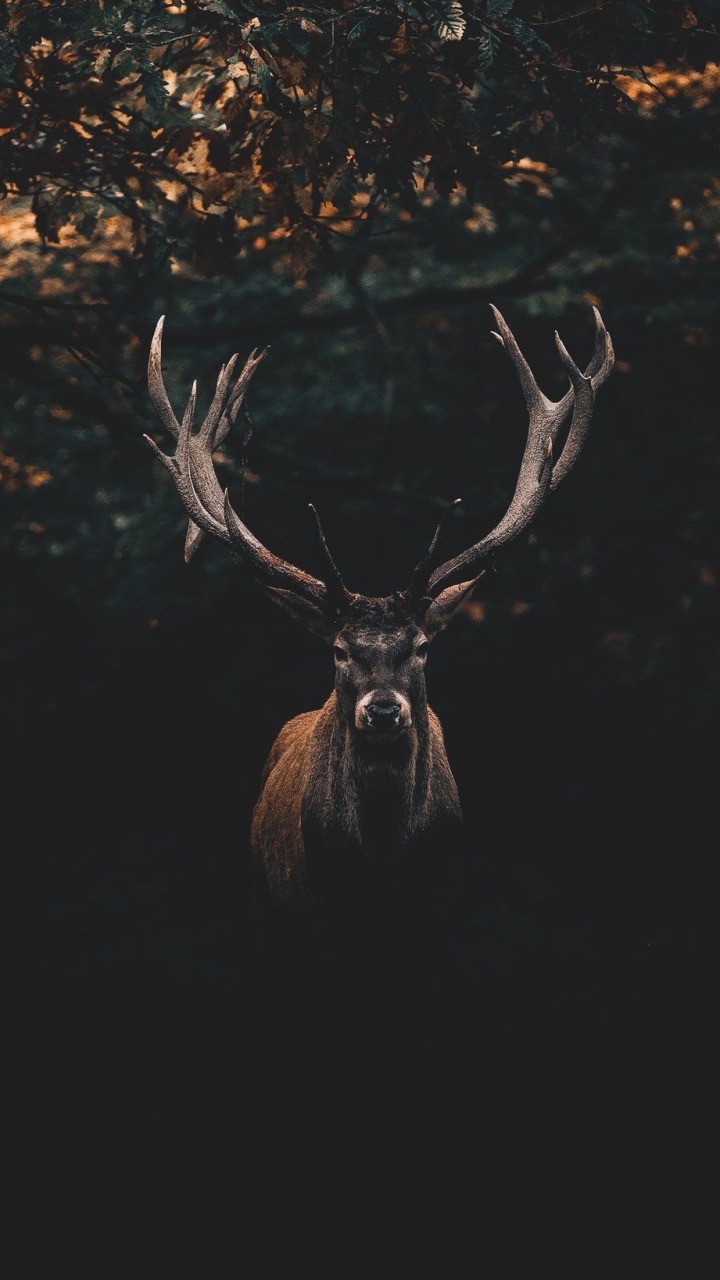 Brown, Elk, Natural Material, Horn, Fawn. Wallpaper in 720x1280 Resolution