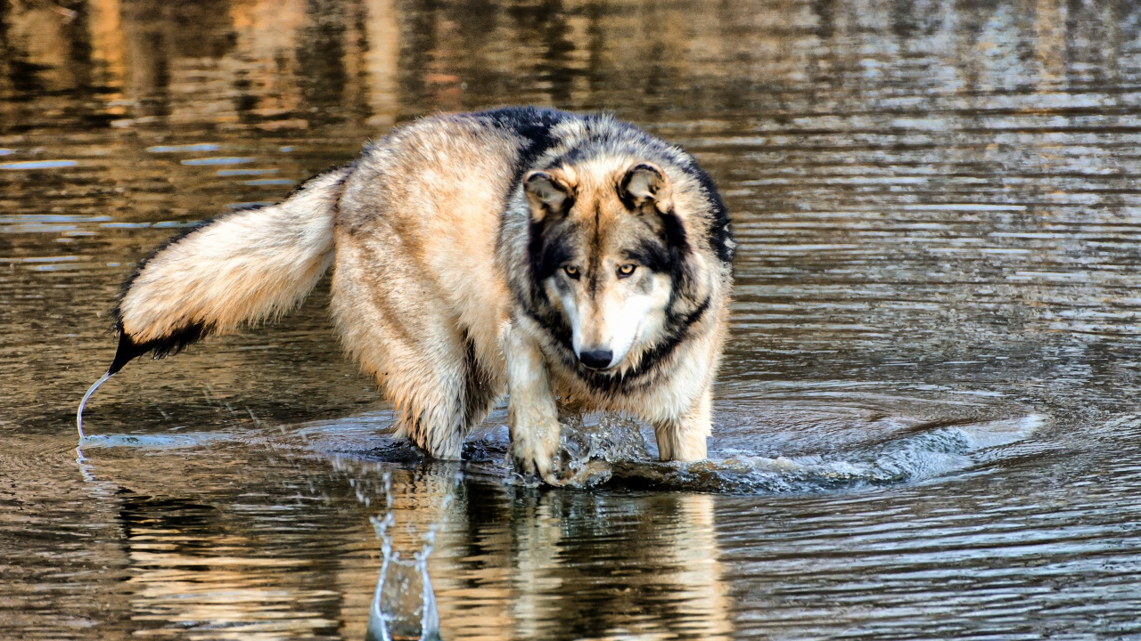 Loup Brun et Noir Courant Sur L'eau Pendant la Journée. Wallpaper in 1280x720 Resolution