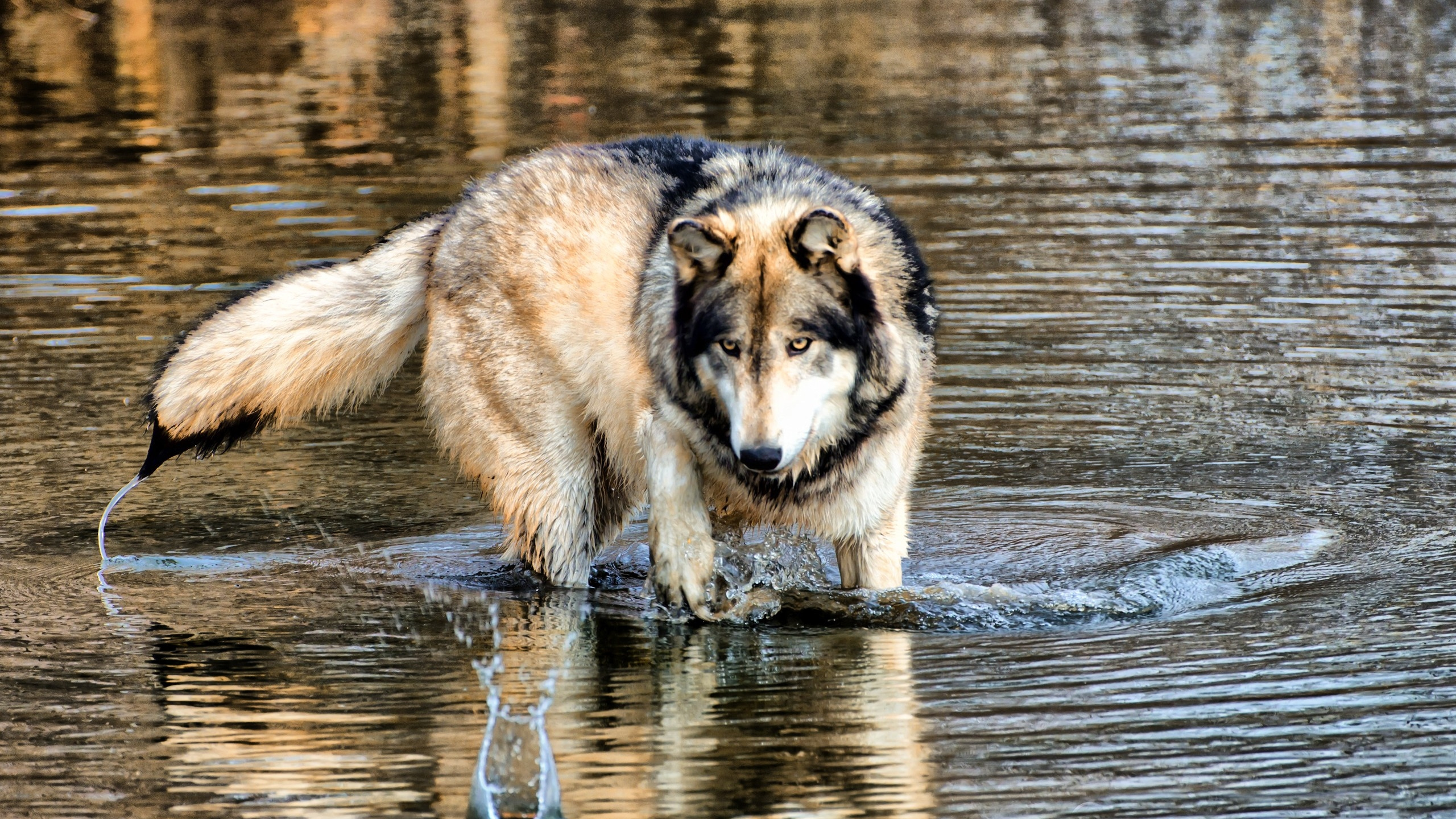 Loup Brun et Noir Courant Sur L'eau Pendant la Journée. Wallpaper in 2560x1440 Resolution