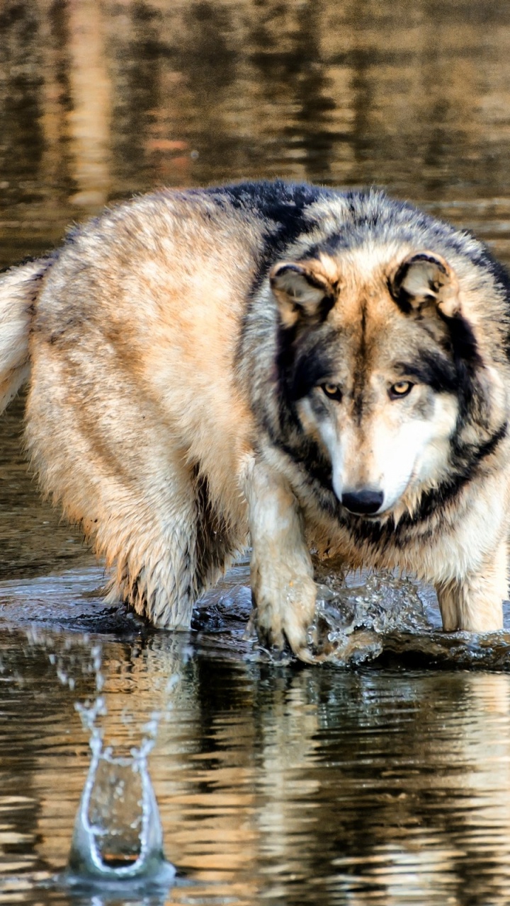 Loup Brun et Noir Courant Sur L'eau Pendant la Journée. Wallpaper in 720x1280 Resolution