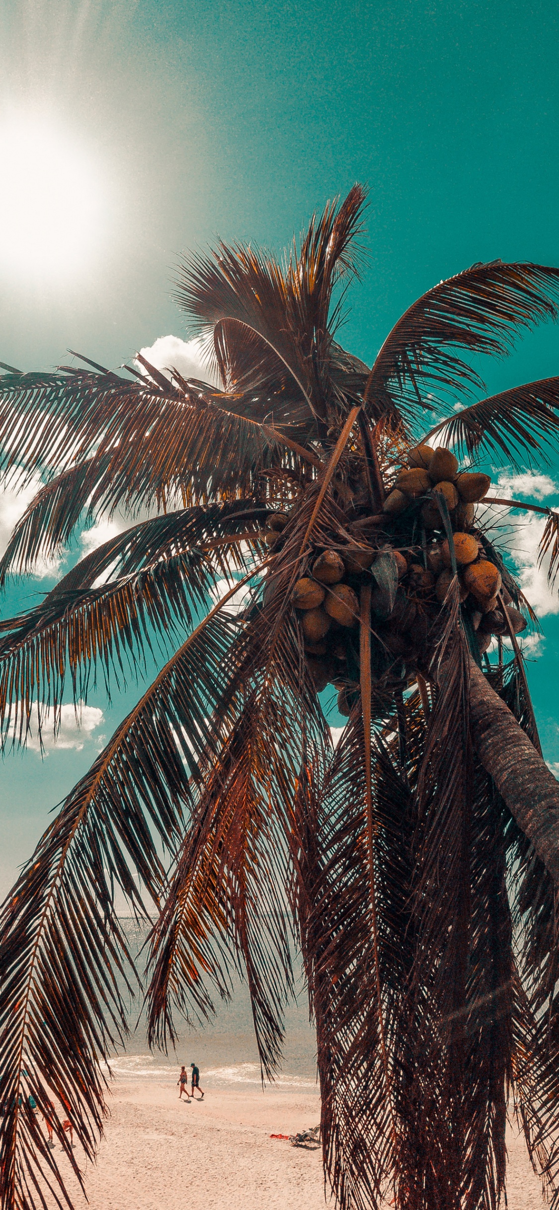 Coco, Luz, Planta Terrestre, Attalea Speciosa. Wallpaper in 1125x2436 Resolution