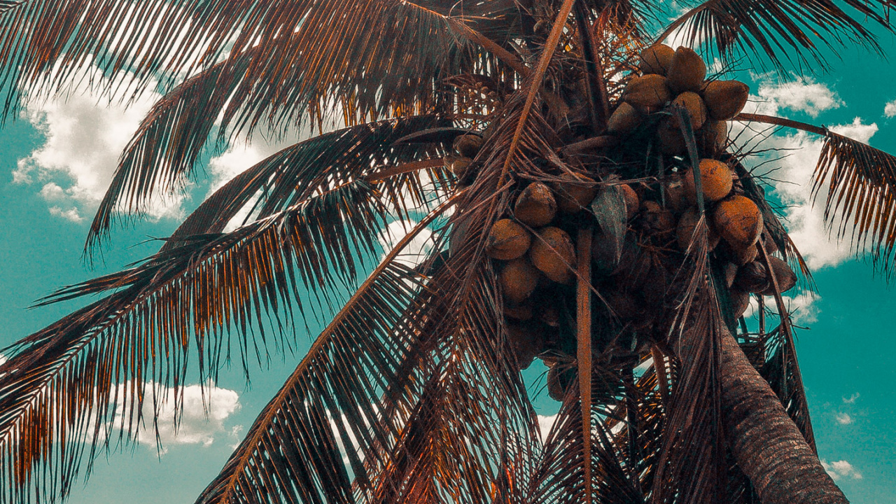 Coco, Luz, Planta Terrestre, Attalea Speciosa. Wallpaper in 1280x720 Resolution