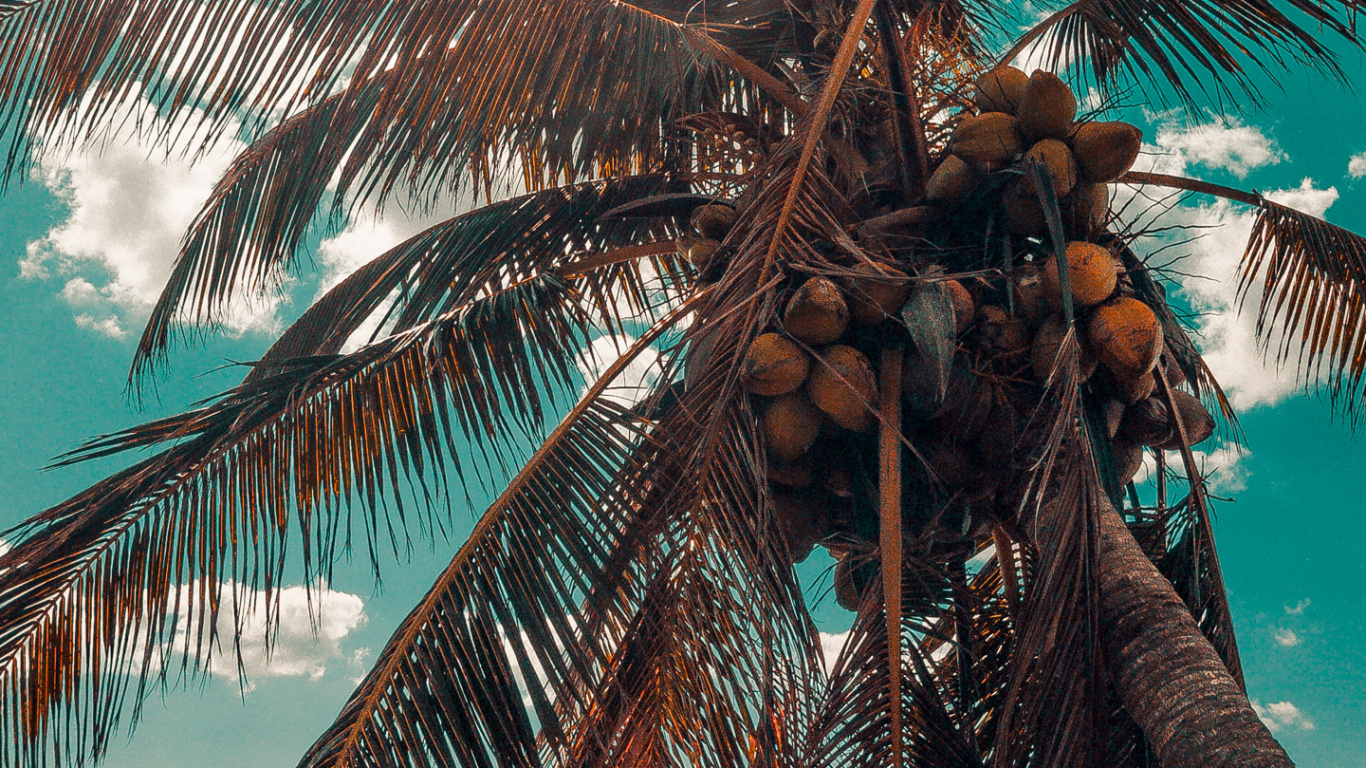 Coco, Luz, Planta Terrestre, Attalea Speciosa. Wallpaper in 1366x768 Resolution