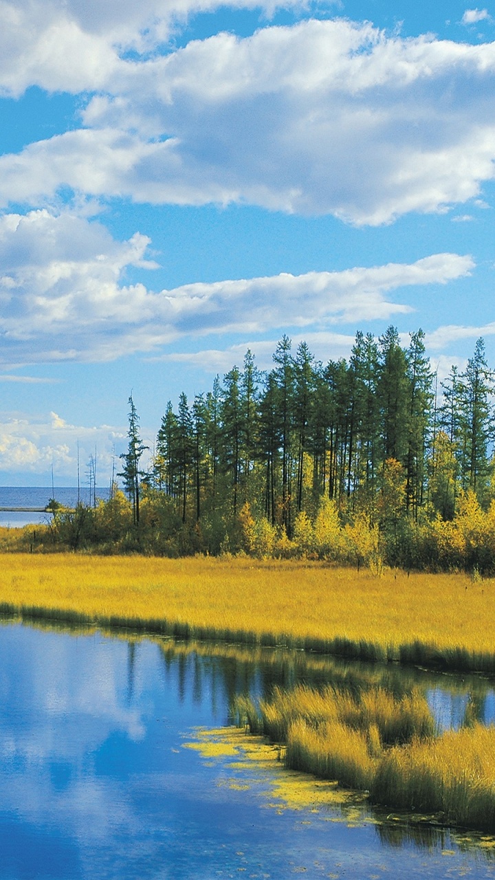 Arbres Verts et Champ D'herbe Sous Ciel Bleu Pendant la Journée. Wallpaper in 720x1280 Resolution