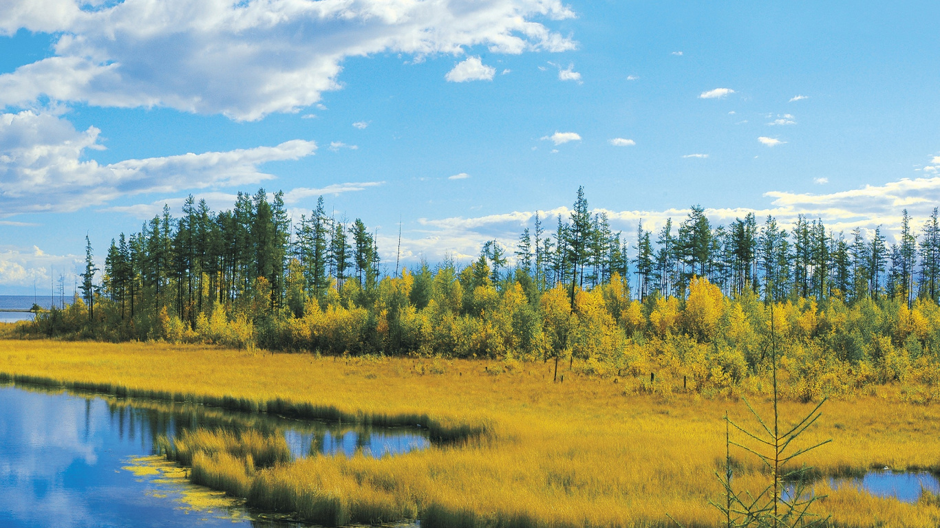 Green Trees and Grass Field Under Blue Sky During Daytime. Wallpaper in 1366x768 Resolution