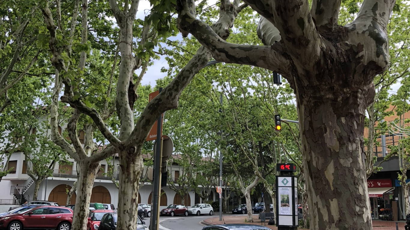 Tree, King, Street, Science, Biology. Wallpaper in 1366x768 Resolution