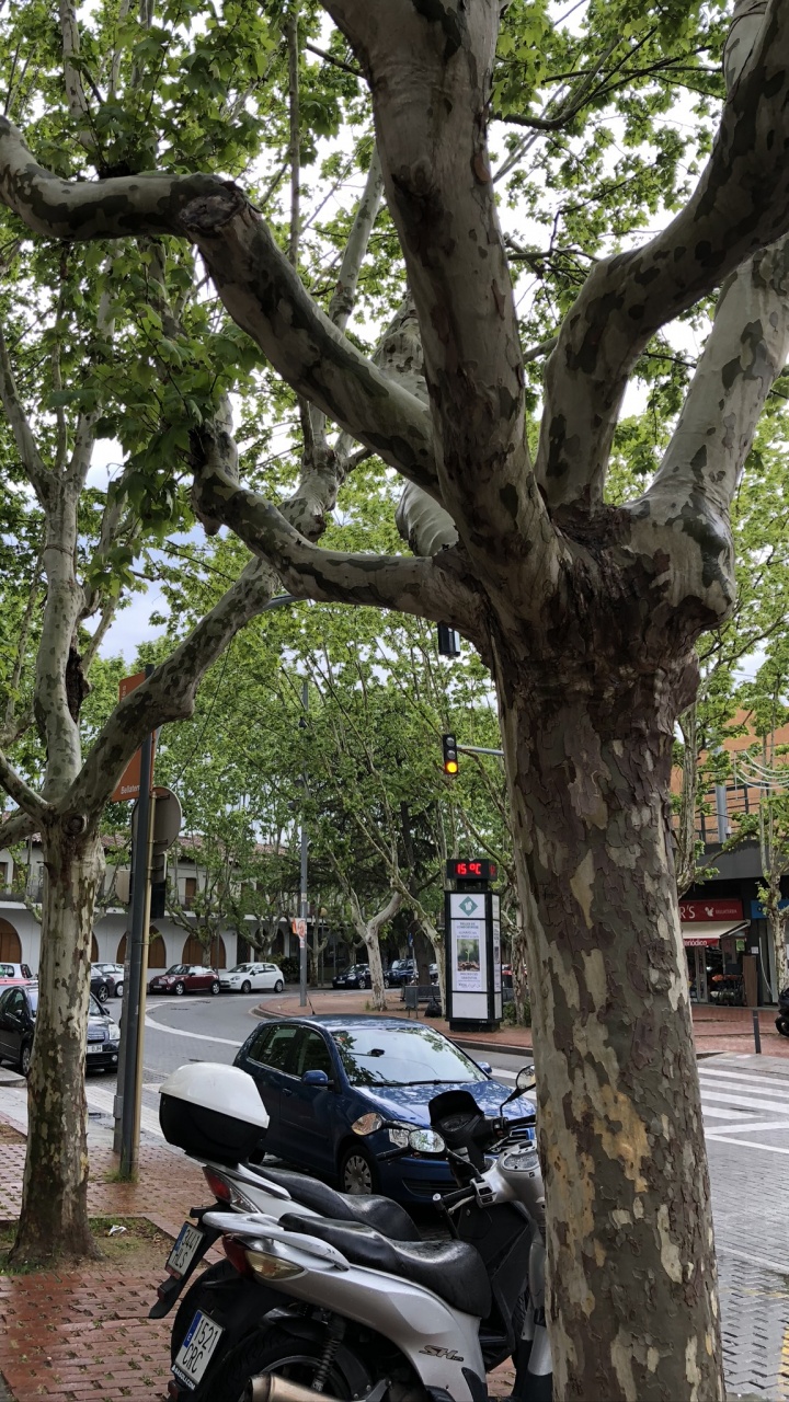 Tree, King, Street, Science, Biology. Wallpaper in 720x1280 Resolution
