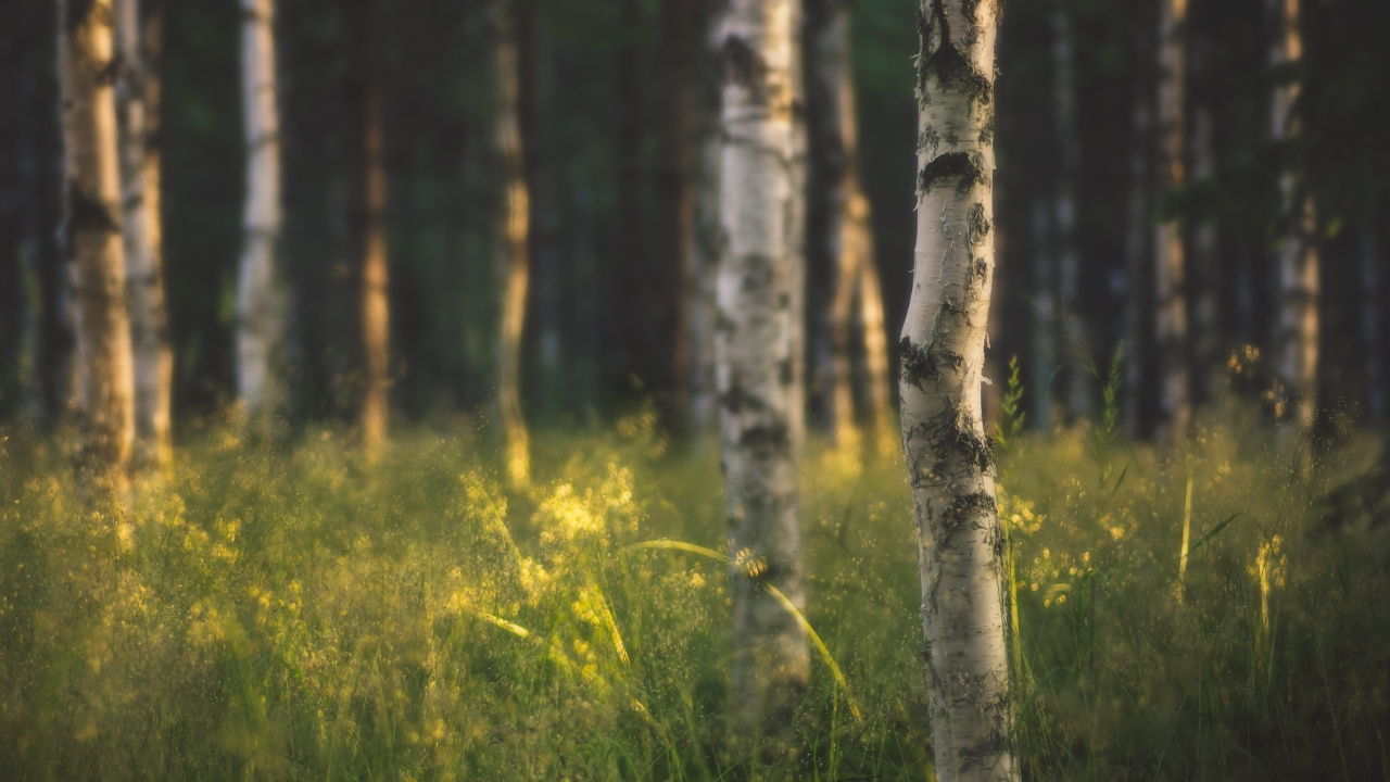 Green Grass and Brown Trees. Wallpaper in 1280x720 Resolution