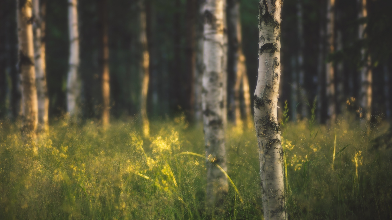 Green Grass and Brown Trees. Wallpaper in 1366x768 Resolution