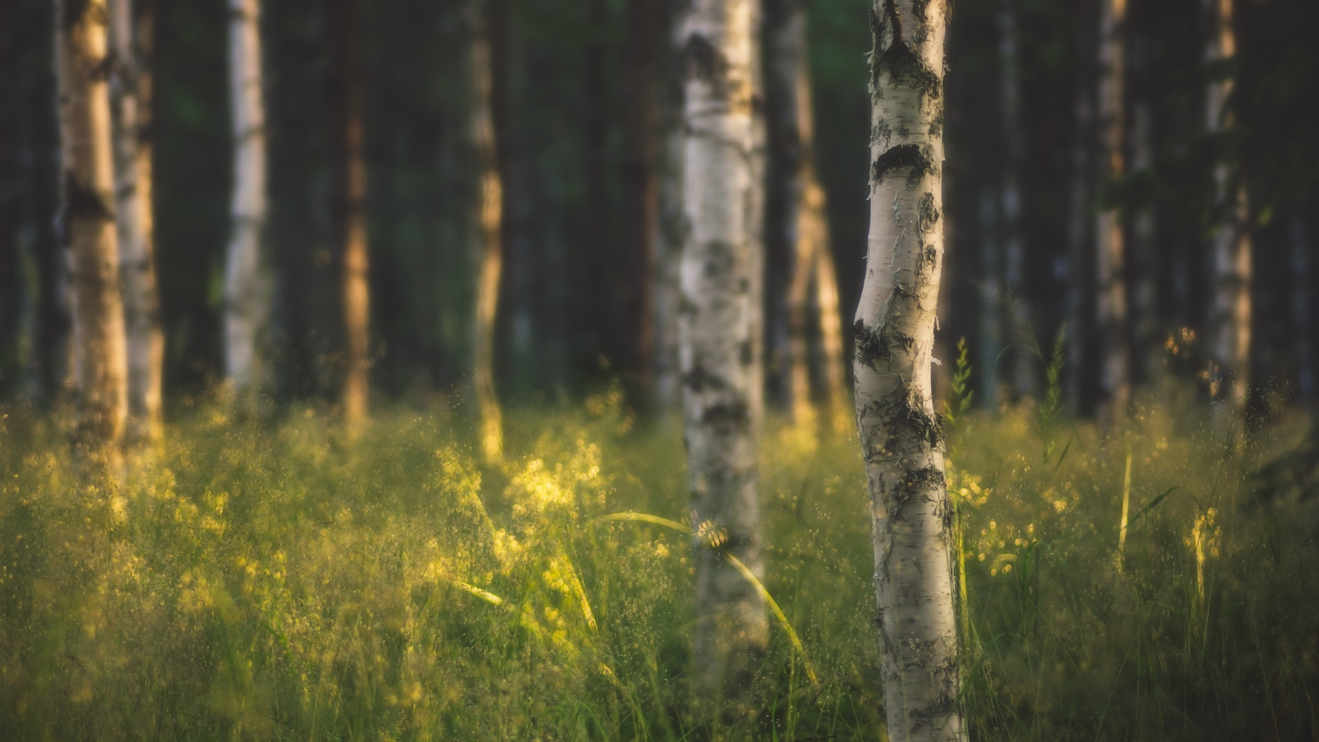 Green Grass and Brown Trees. Wallpaper in 1920x1080 Resolution