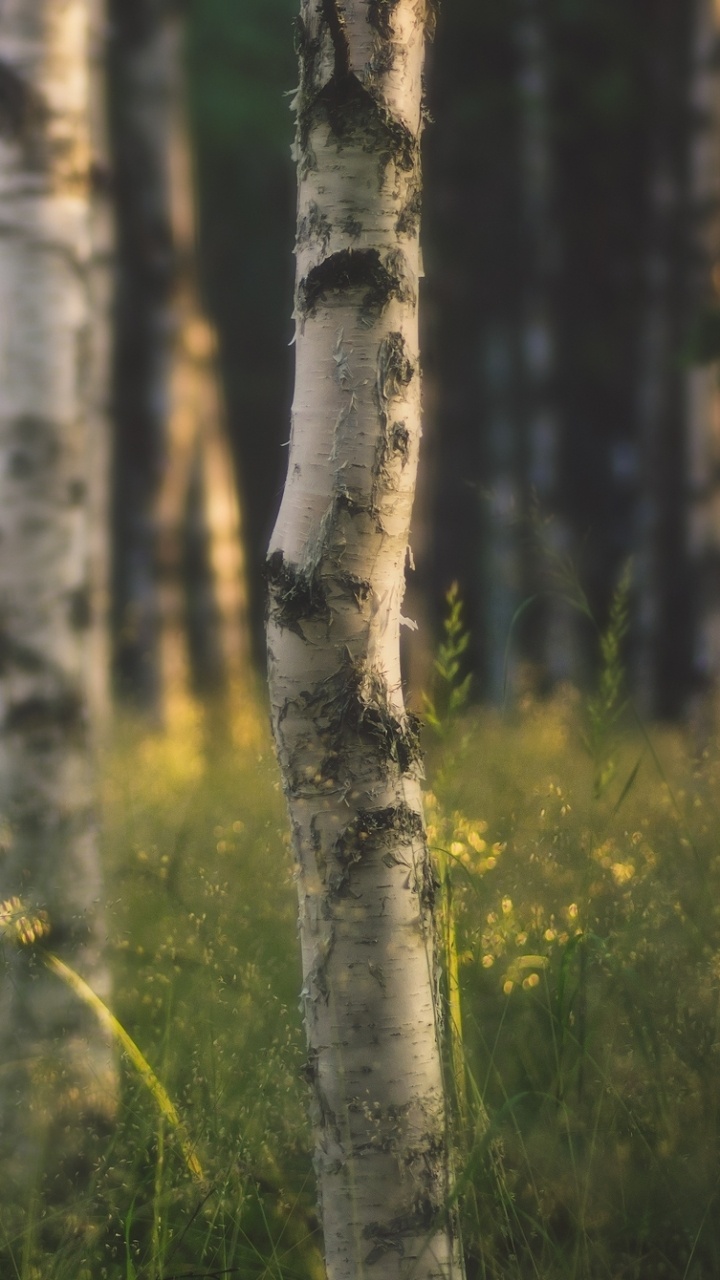 Green Grass and Brown Trees. Wallpaper in 720x1280 Resolution