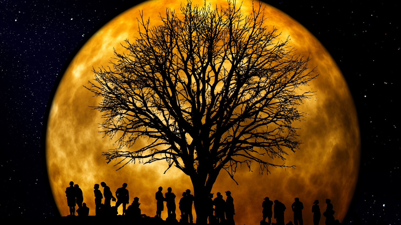 Silhouette D'arbres Nus Pendant la Nuit. Wallpaper in 1366x768 Resolution
