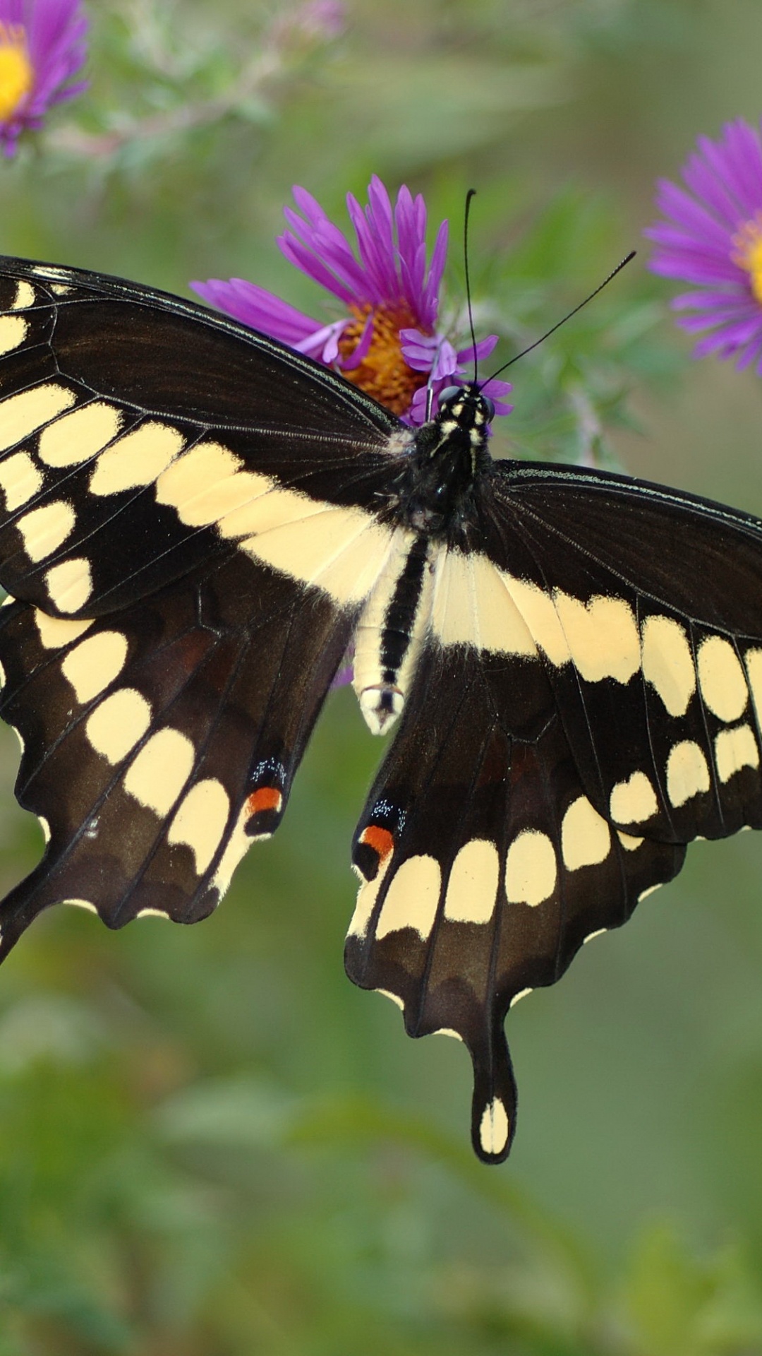 Black and White Butterfly on Purple Flower. Wallpaper in 1080x1920 Resolution