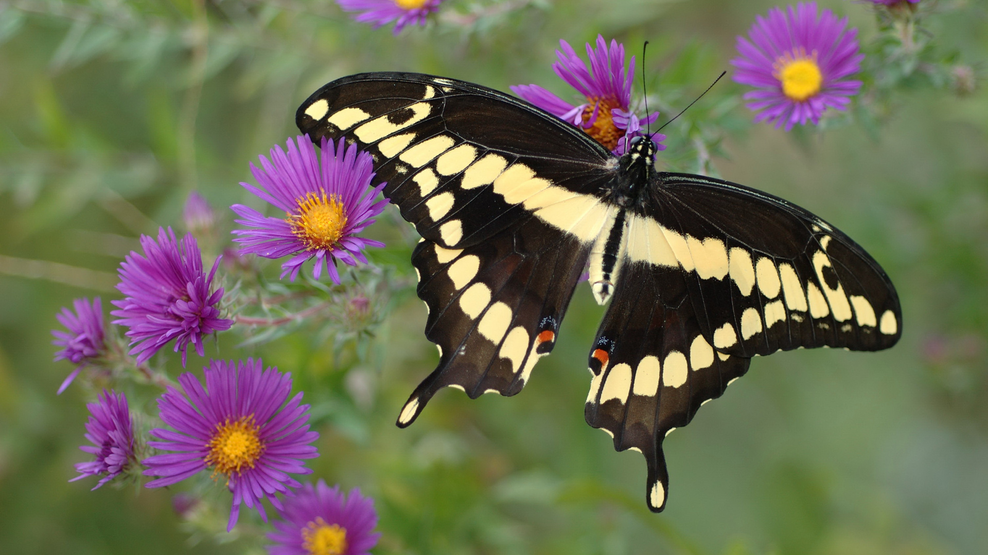 Mariposa en Blanco y Negro Sobre Flor Morada. Wallpaper in 1920x1080 Resolution