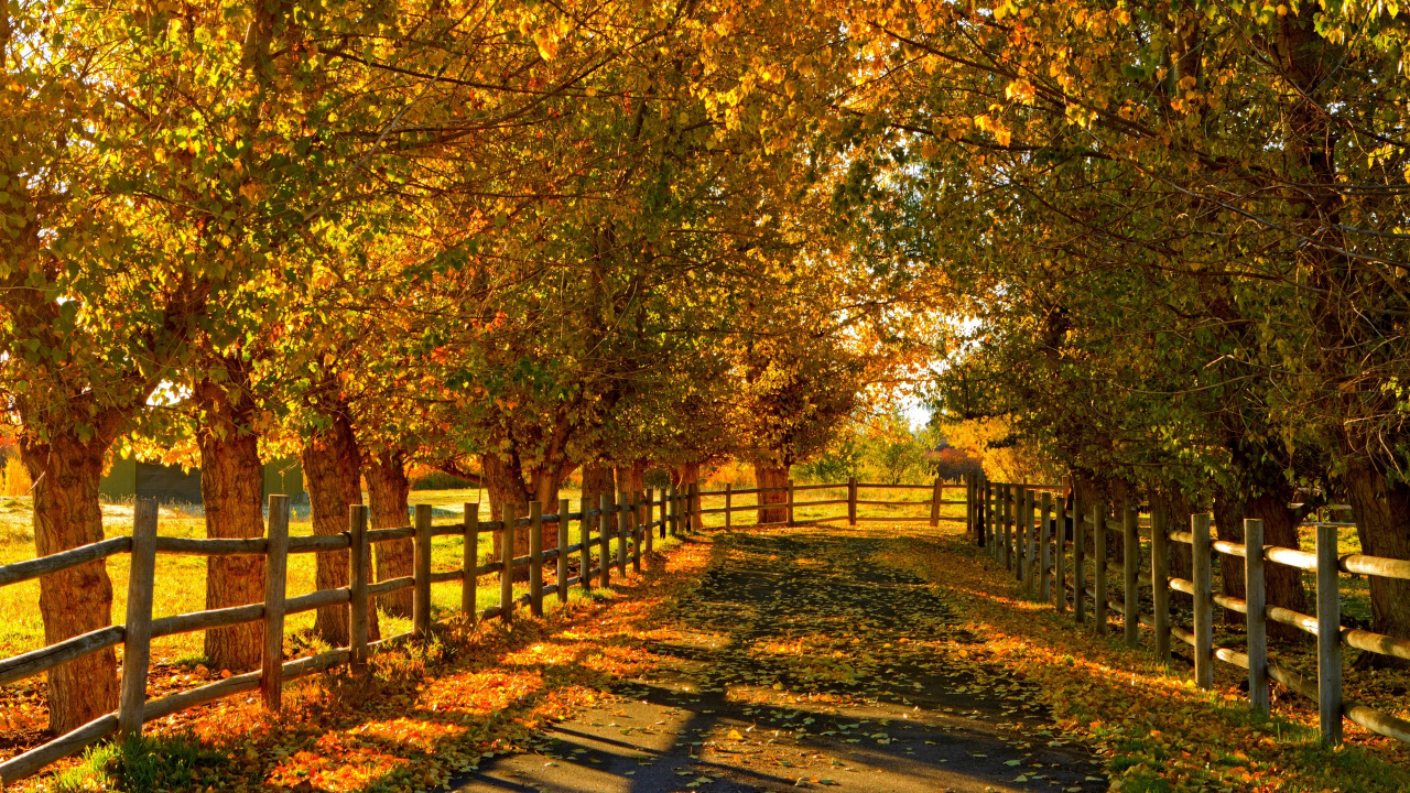 Brown Pathway Between Green Trees During Daytime. Wallpaper in 1280x720 Resolution