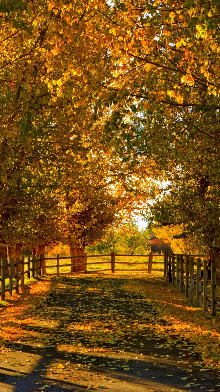 Brown Pathway Between Green Trees During Daytime. Wallpaper in 750x1334 Resolution