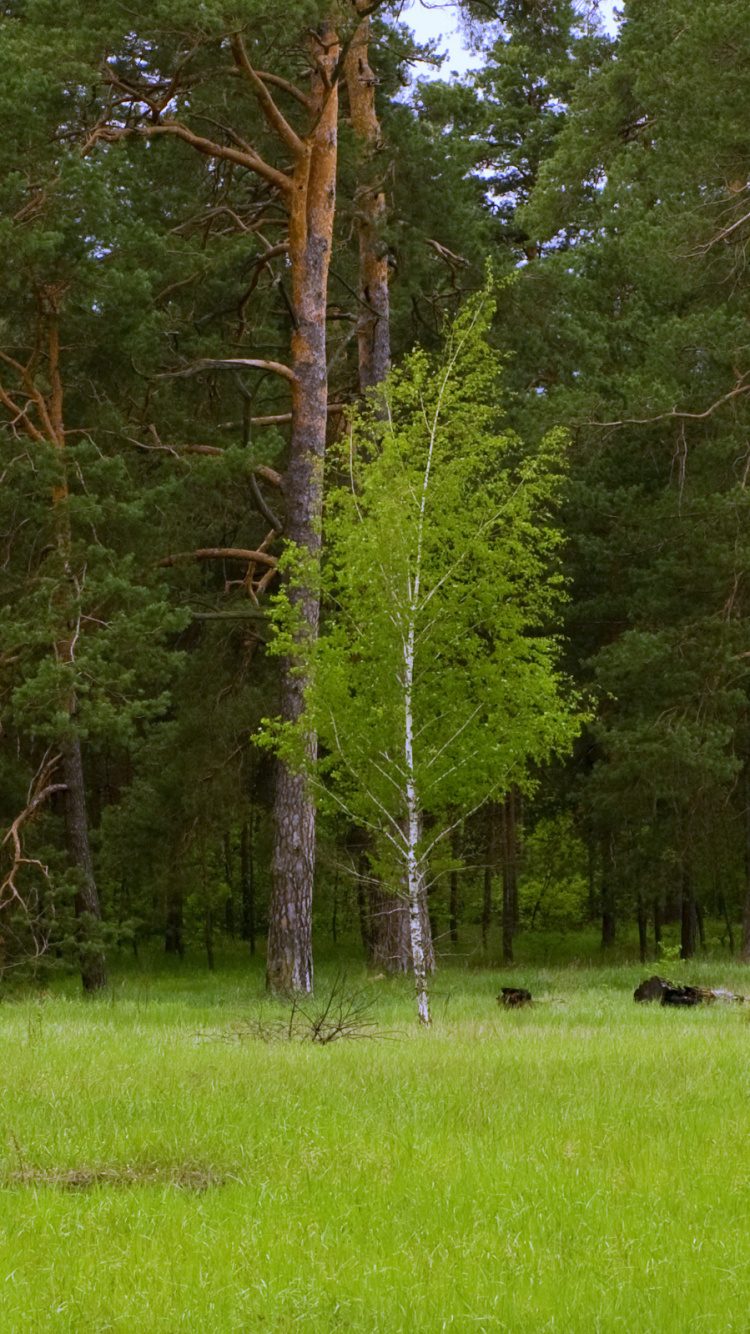 Tagsüber Grüne Wiese Mit Bäumen. Wallpaper in 750x1334 Resolution