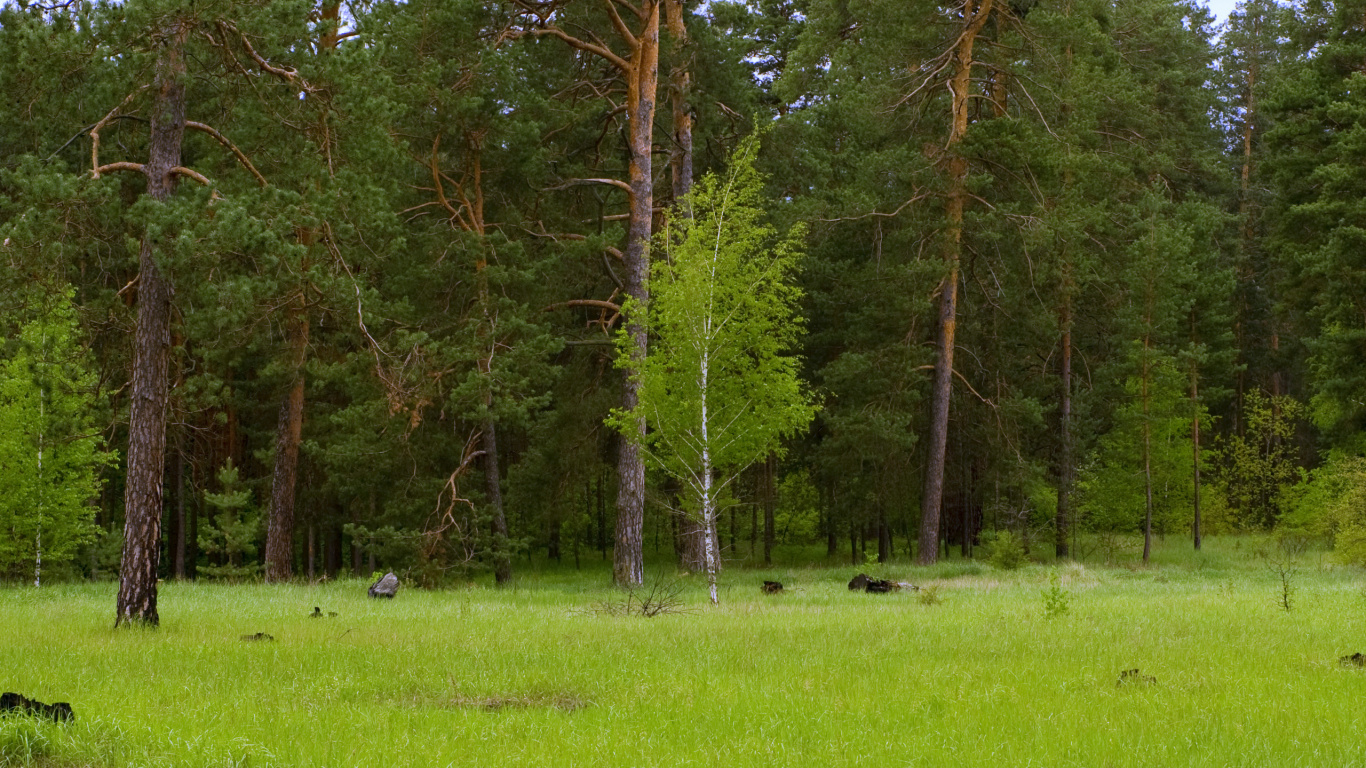Green Grass Field With Trees During Daytime. Wallpaper in 1366x768 Resolution