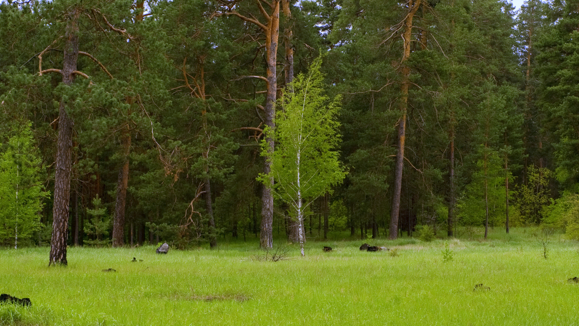 Green Grass Field With Trees During Daytime. Wallpaper in 1920x1080 Resolution