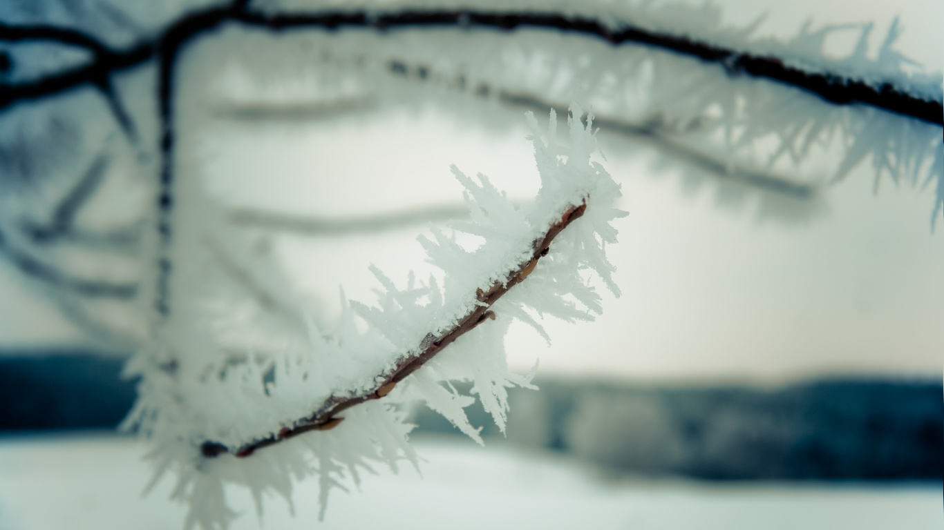 Branche D'arbre Couverte de Neige Pendant la Journée. Wallpaper in 1366x768 Resolution