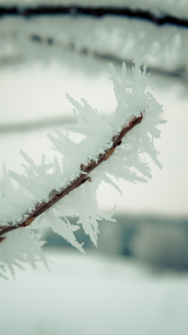 Branche D'arbre Couverte de Neige Pendant la Journée. Wallpaper in 750x1334 Resolution