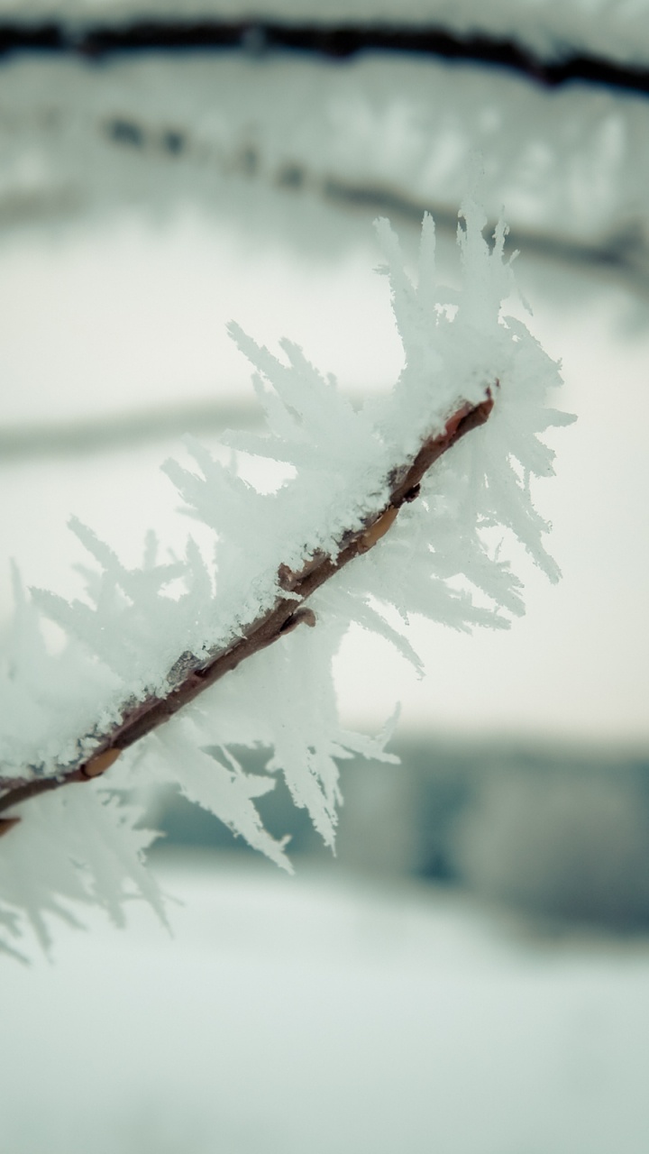 Snow Covered Tree Branch During Daytime. Wallpaper in 720x1280 Resolution