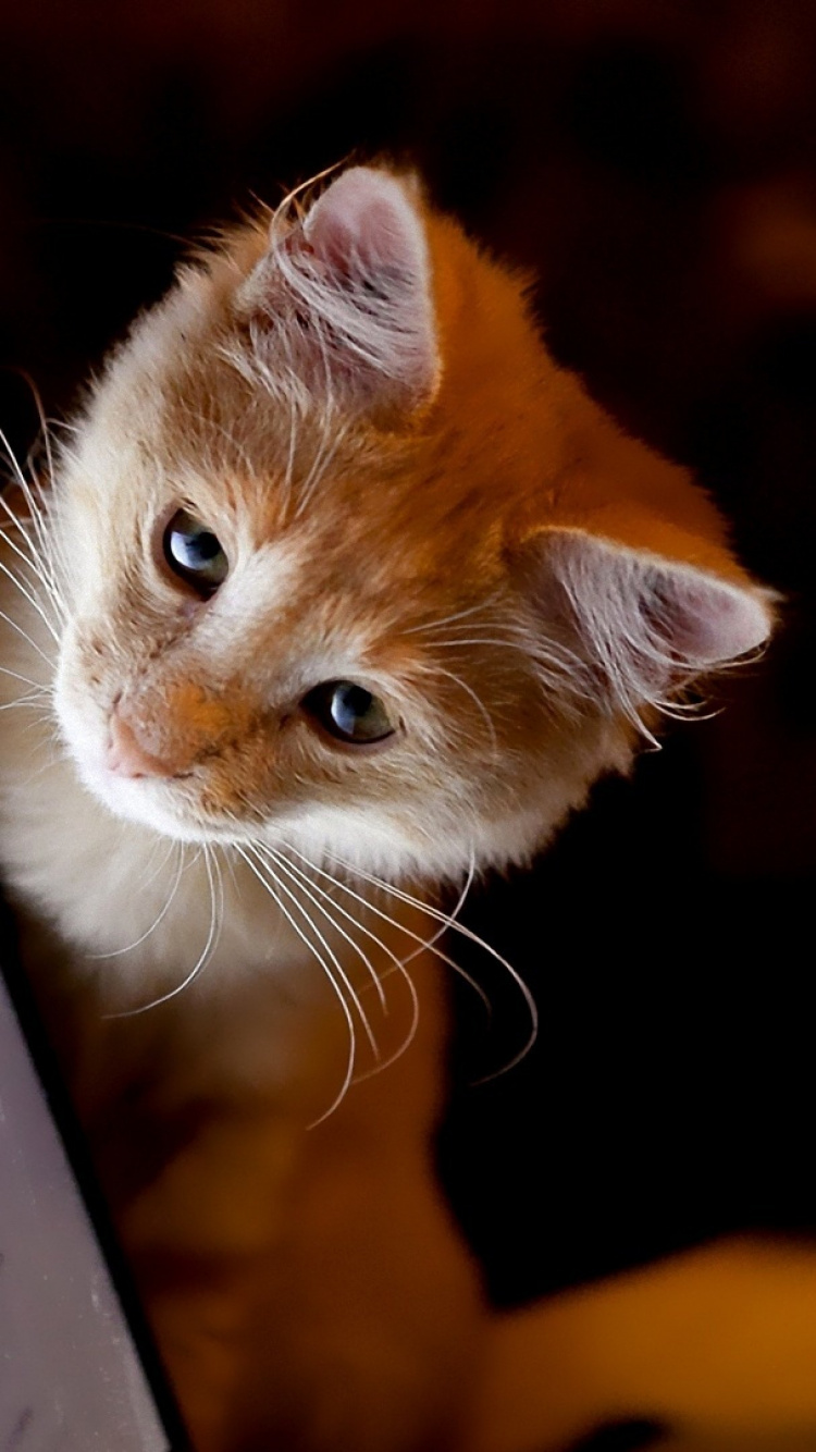 Chat Tigré Orange et Blanc. Wallpaper in 750x1334 Resolution