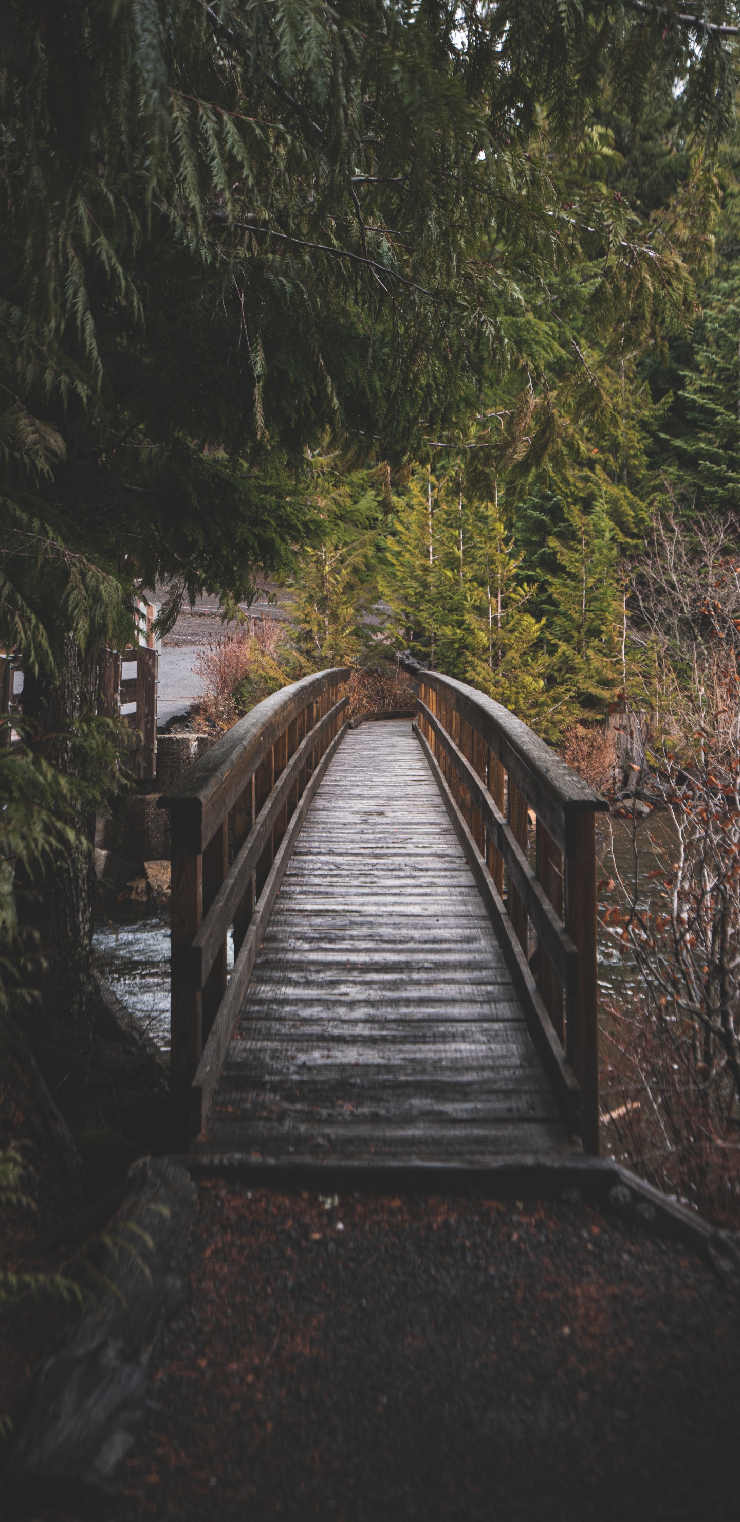 Lago Trillium, Madera, Paisaje Natural, Puente, Sendero. Wallpaper in 1440x2960 Resolution