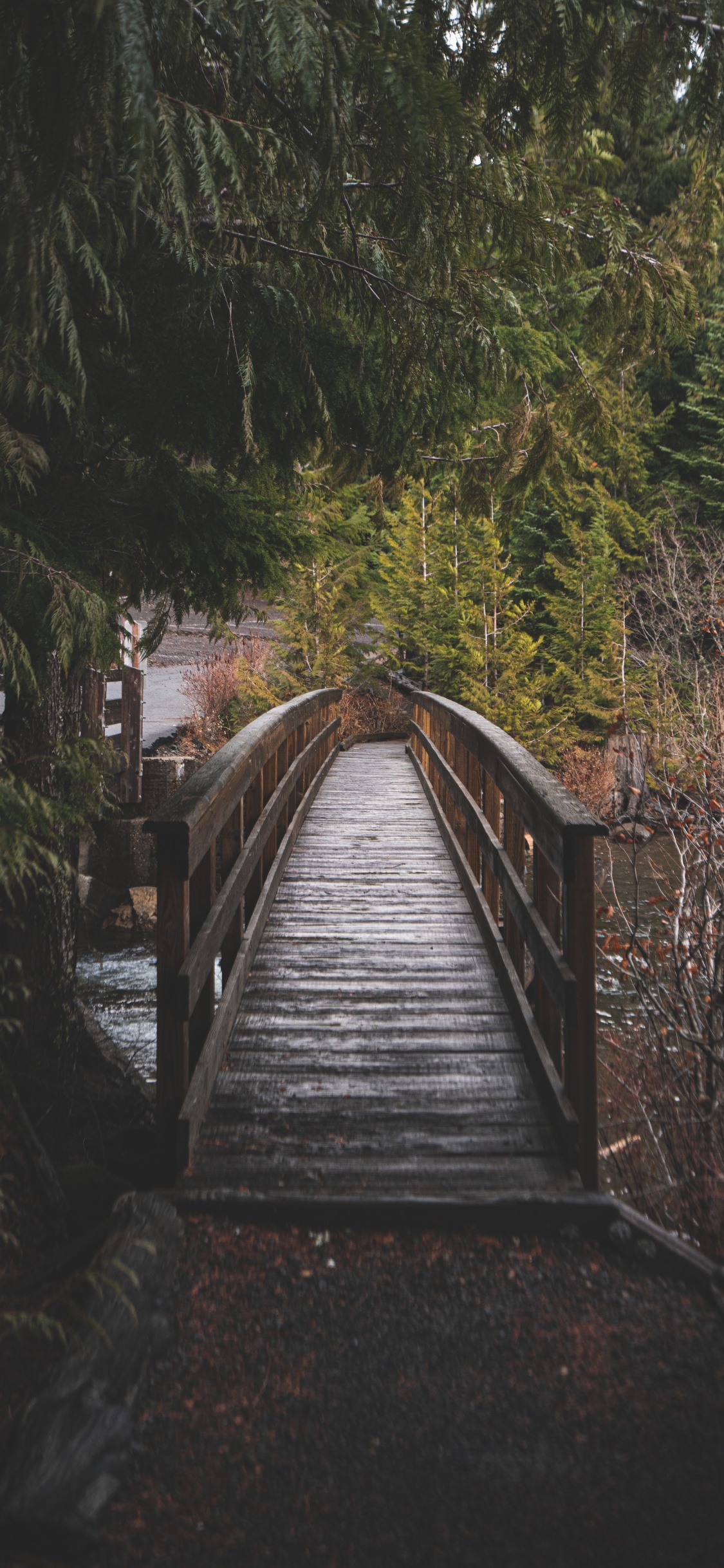 Trillium Lake, Tree, Runway, Wood, Natural Landscape. Wallpaper in 1125x2436 Resolution