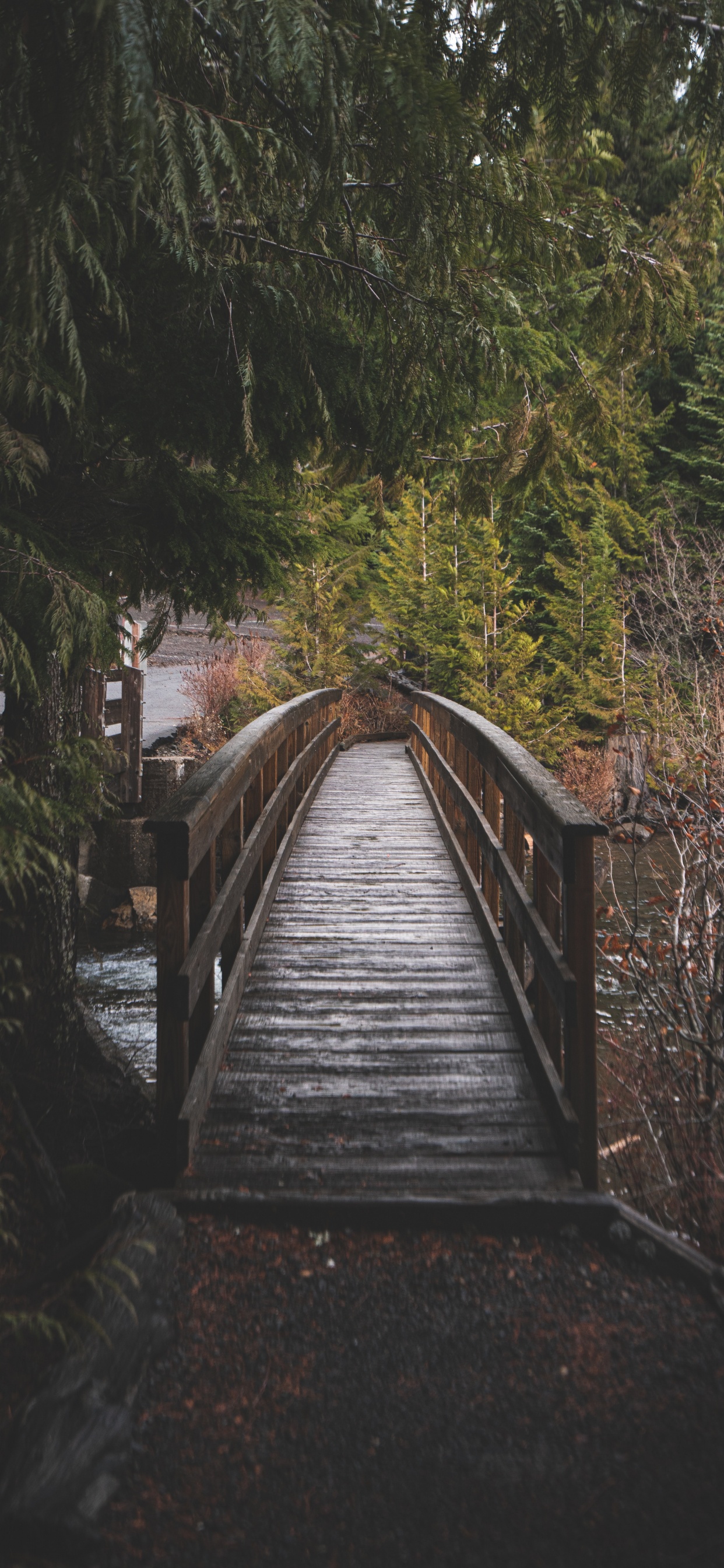 Trillium Lake, Tree, Runway, Wood, Natural Landscape. Wallpaper in 1242x2688 Resolution